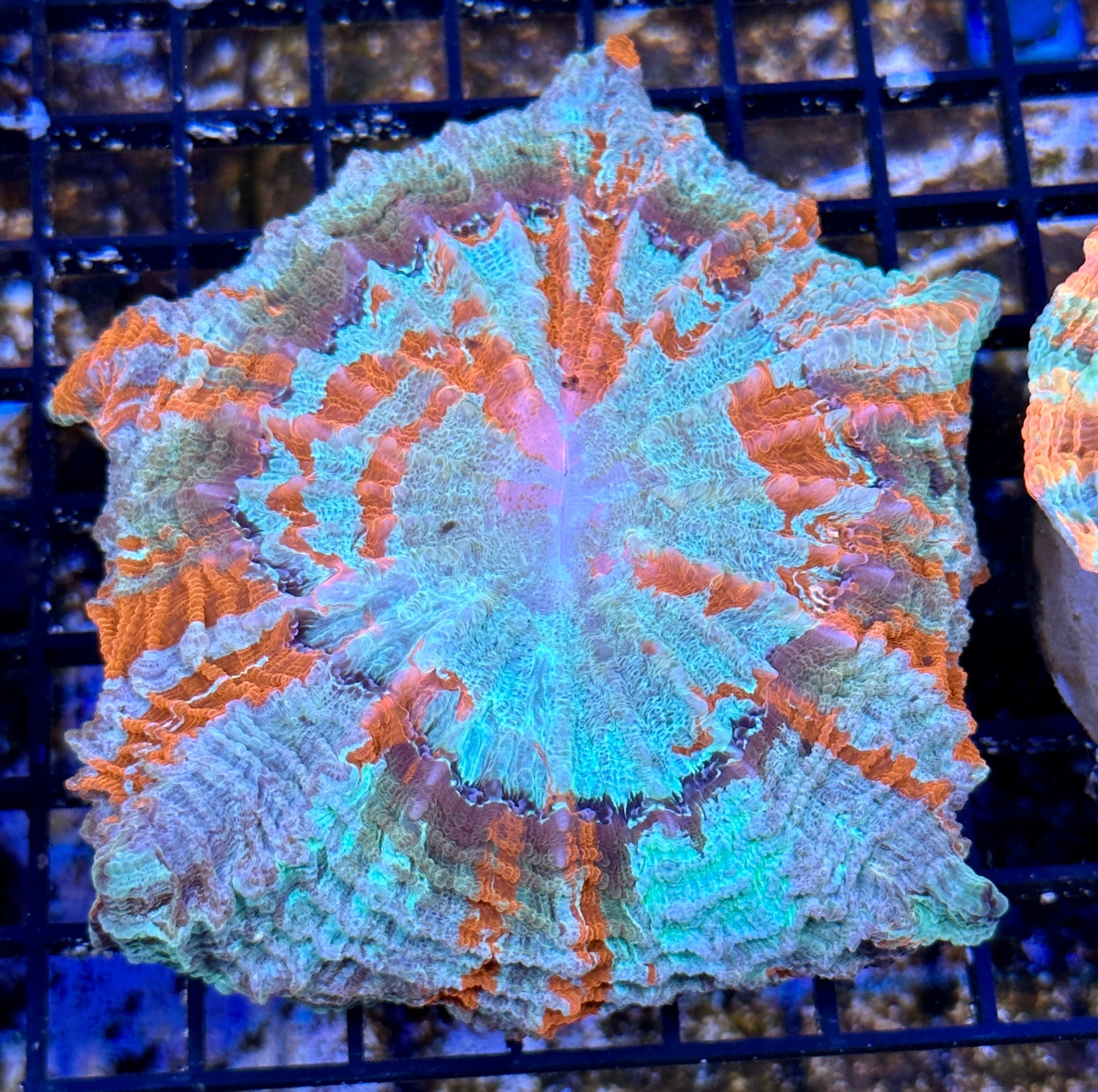 Acanthos