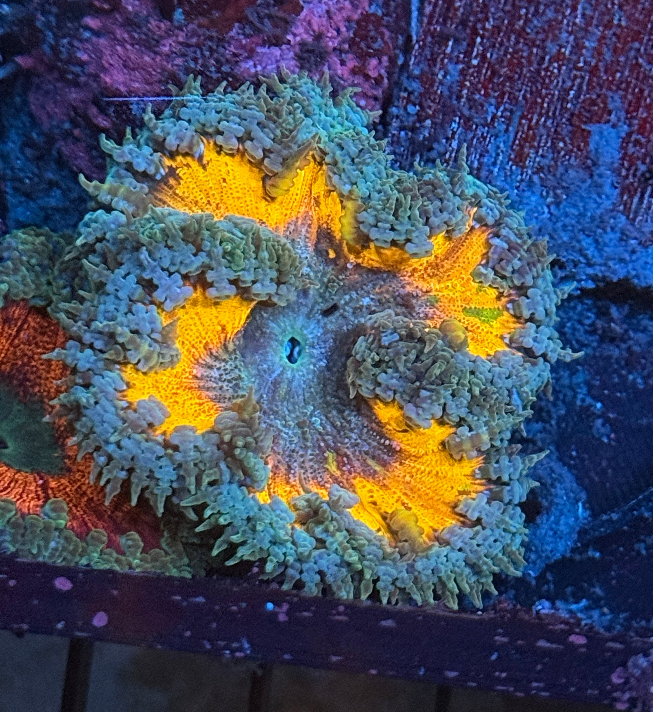 Teal and Orange Ultra Rock Flower Anemone