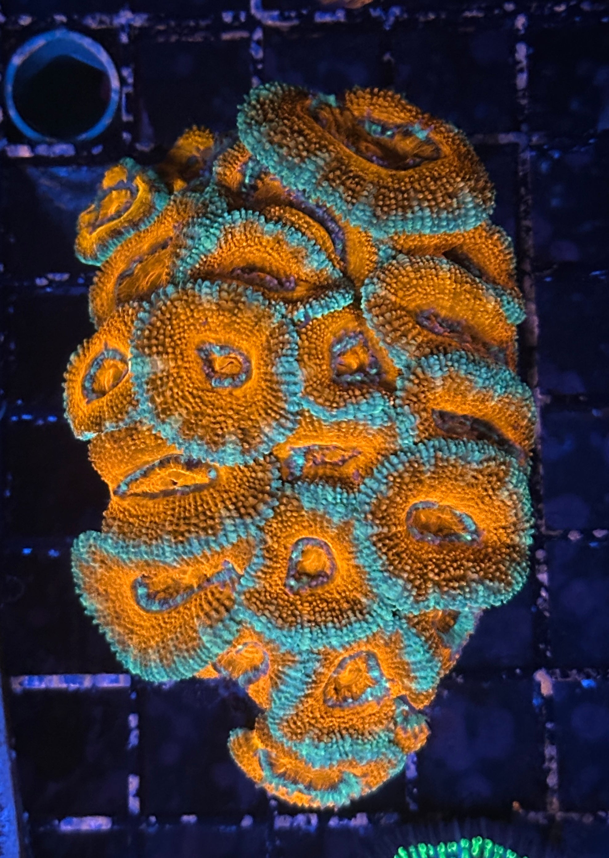 Orange and Green Acan Lord Colony