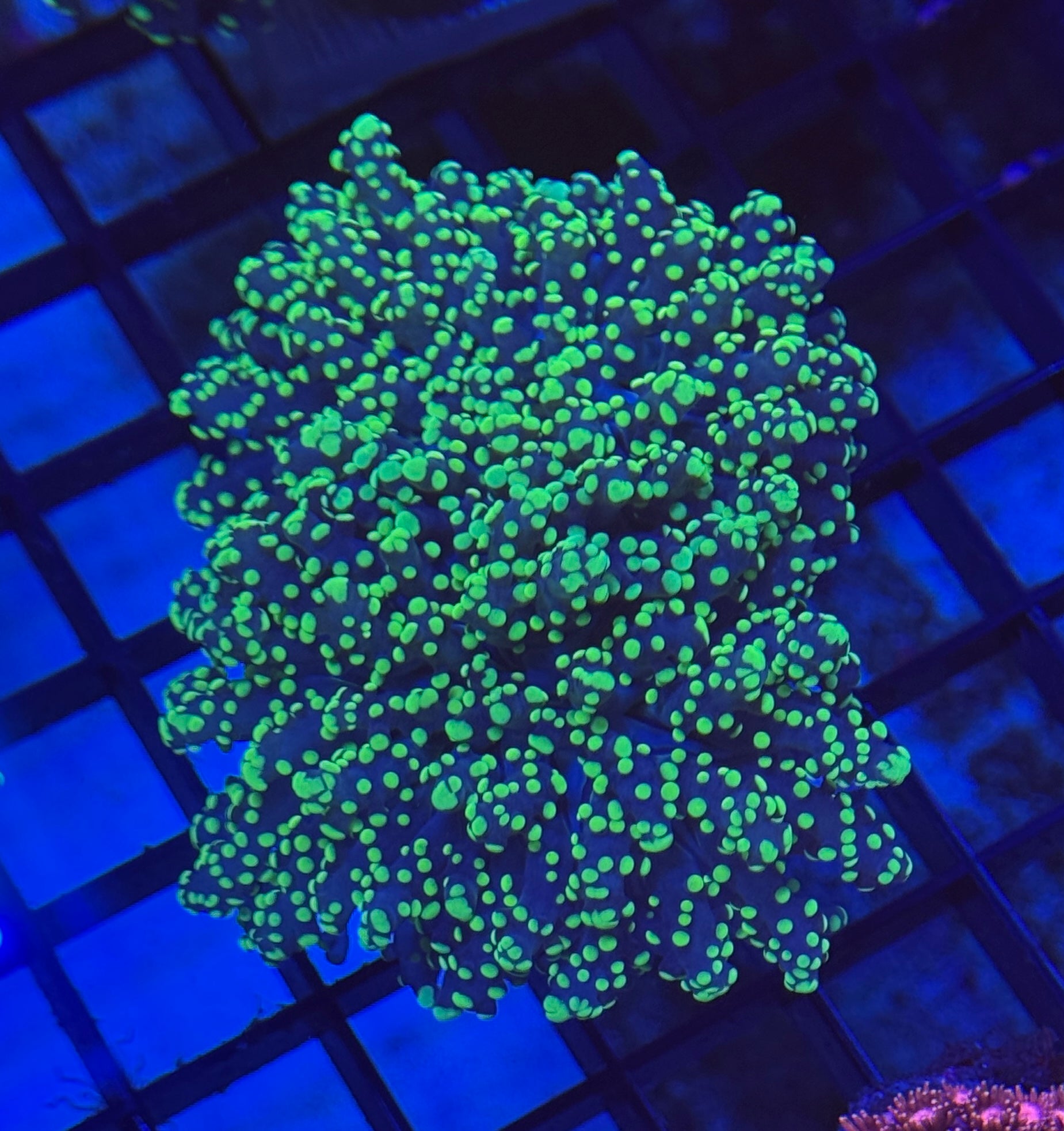 Bright Tip Yaeyamaensis Frogspawn 3