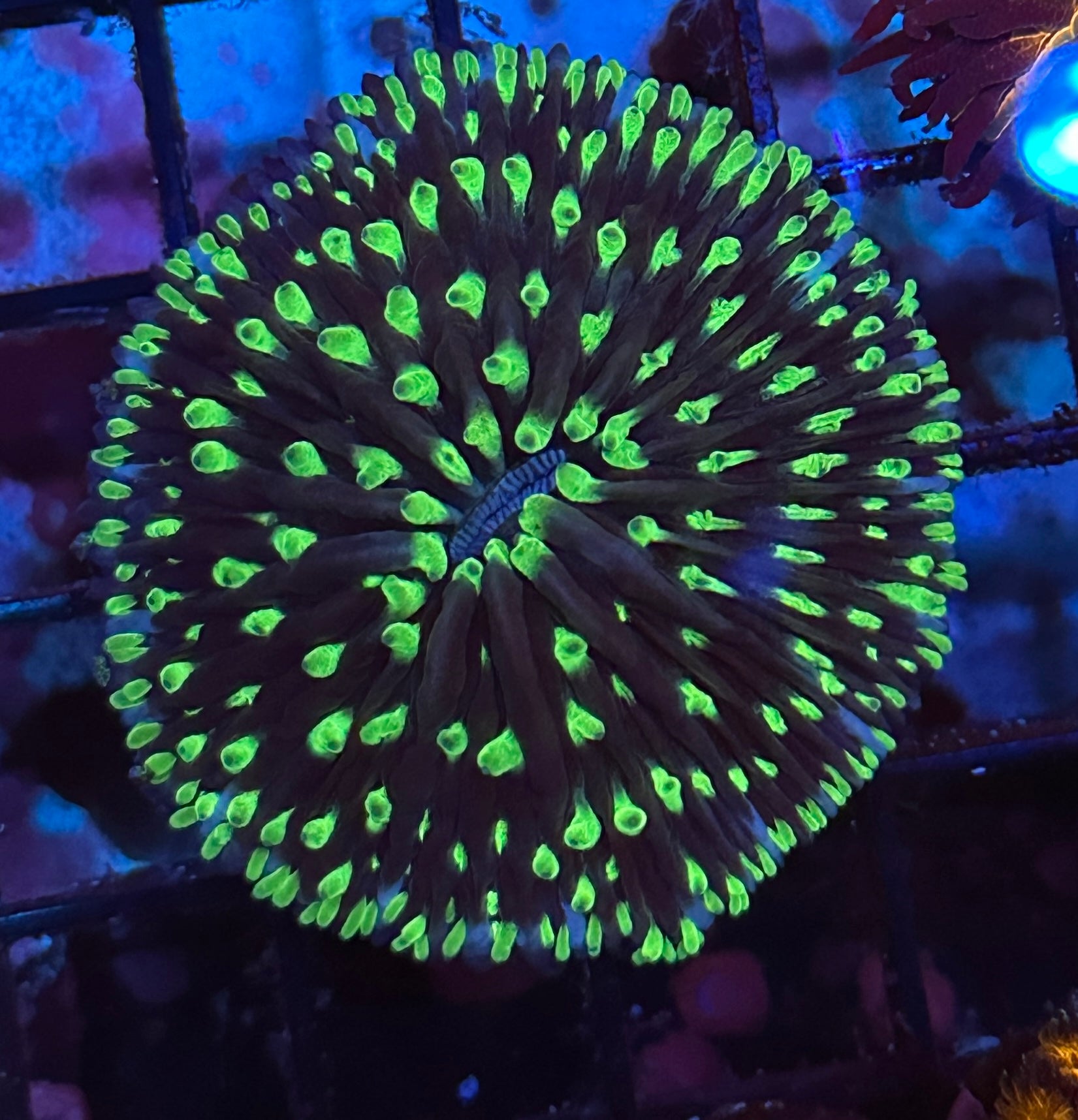Green Flame Tips Plate Coral