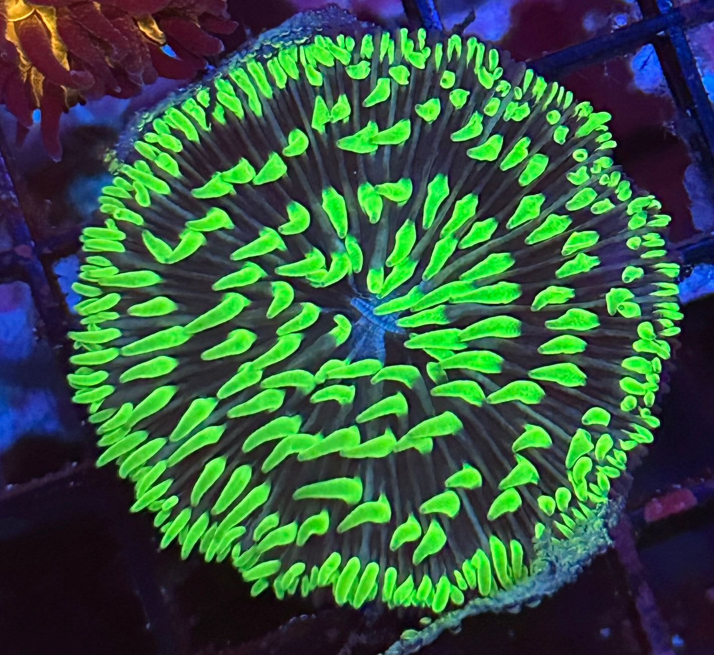 Bright Green Flame Tips Plate Coral