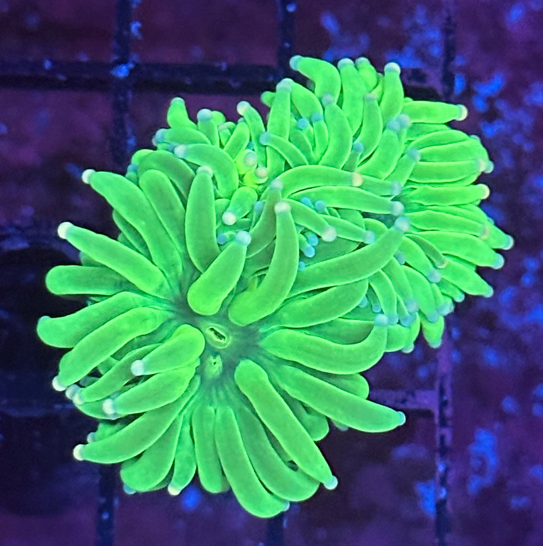 Bright Lime Green Torch with Blue and Pink Tips R1D7