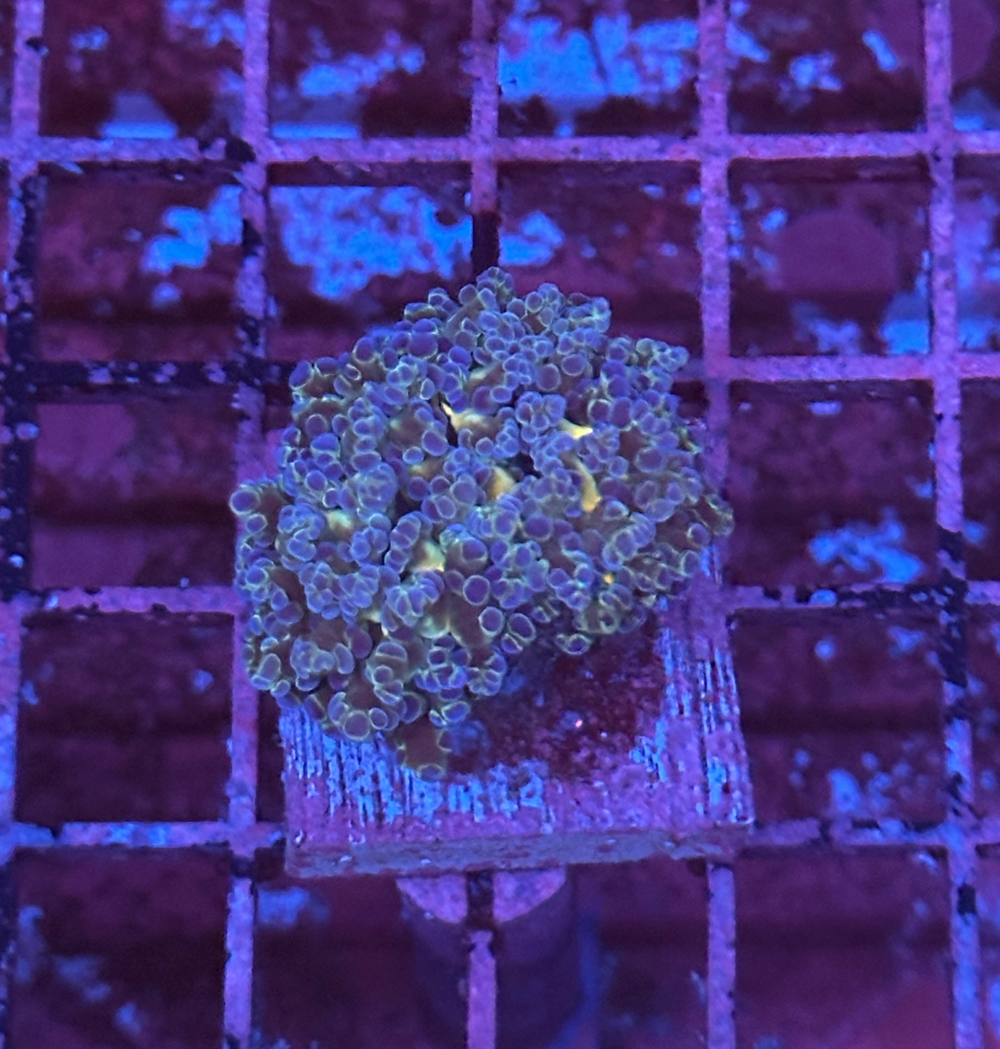 Honey Gold with Blue Tips Octospawn R3B7