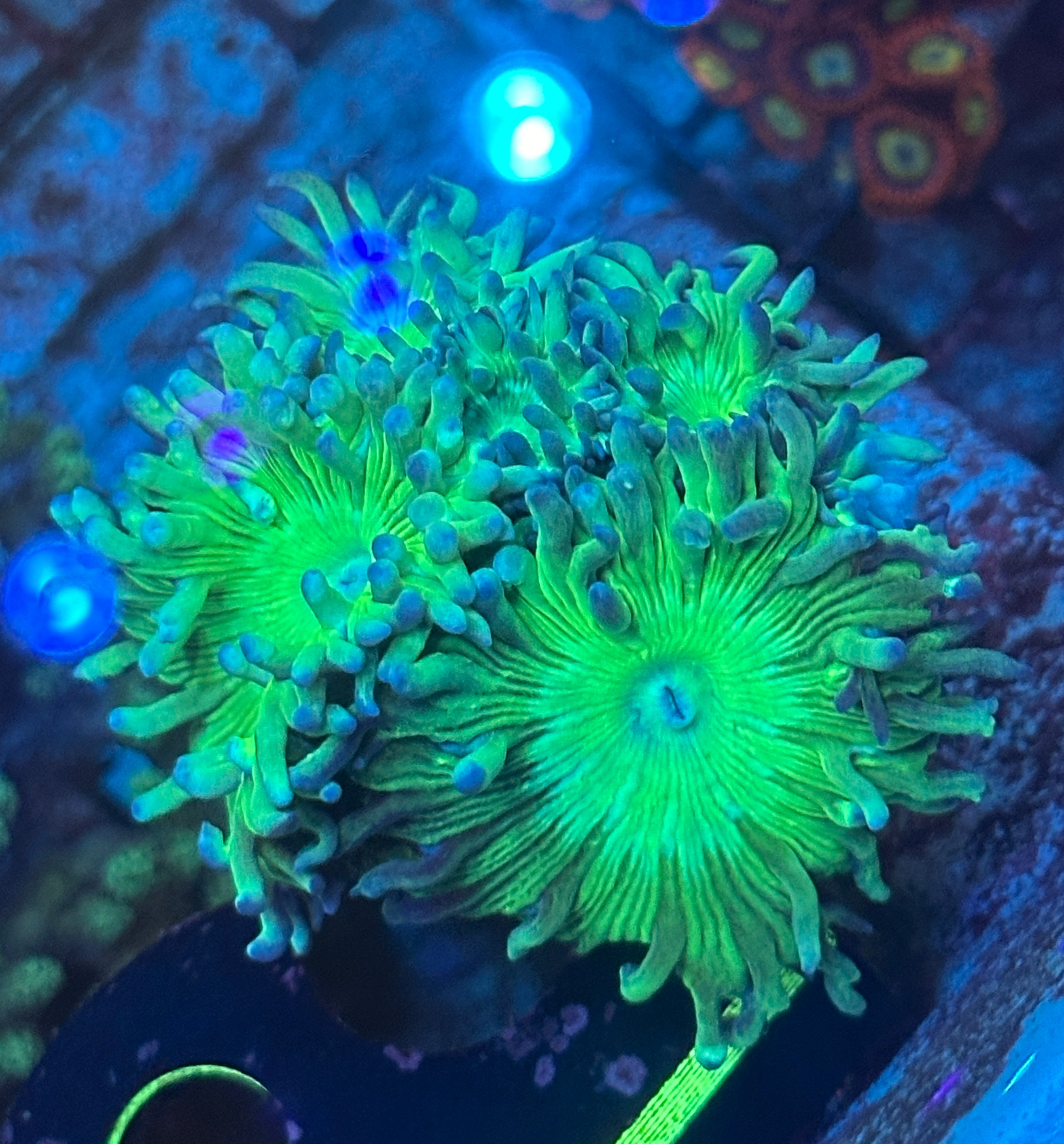 Duncan Coral Frag