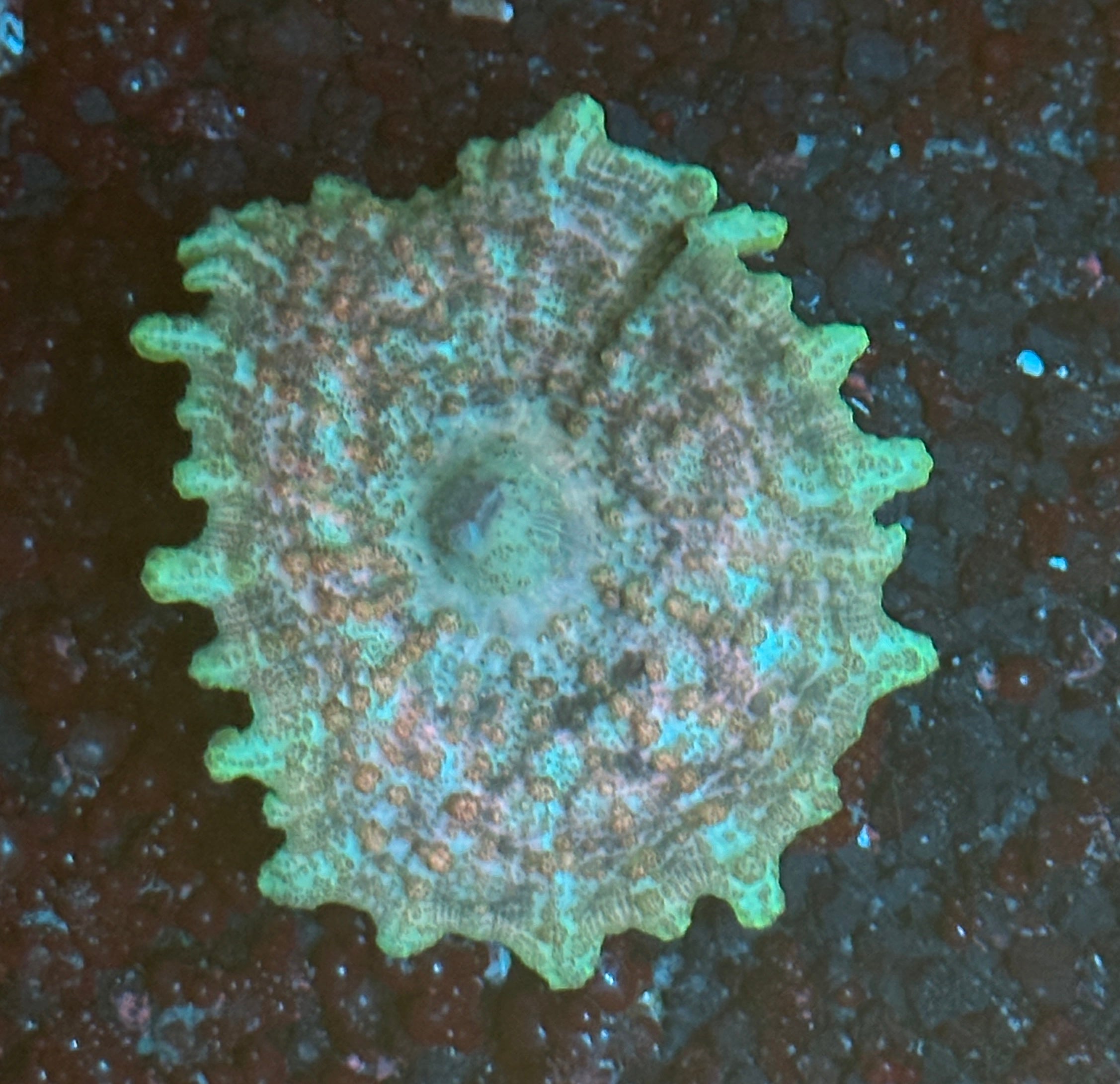 Ultra Rainbow Neglectus Mushroom Coral