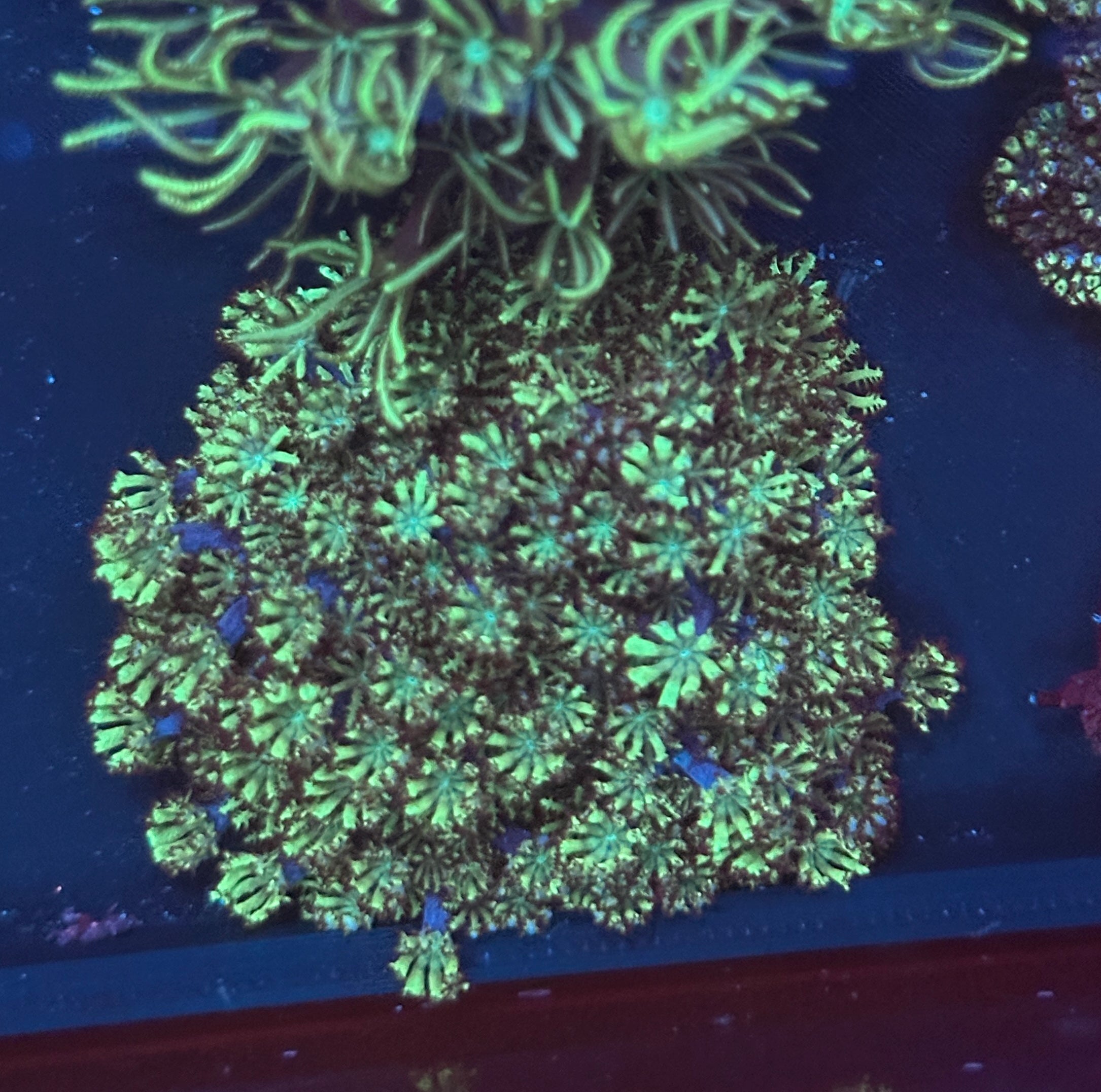 Blue & Green Sympodium Frag