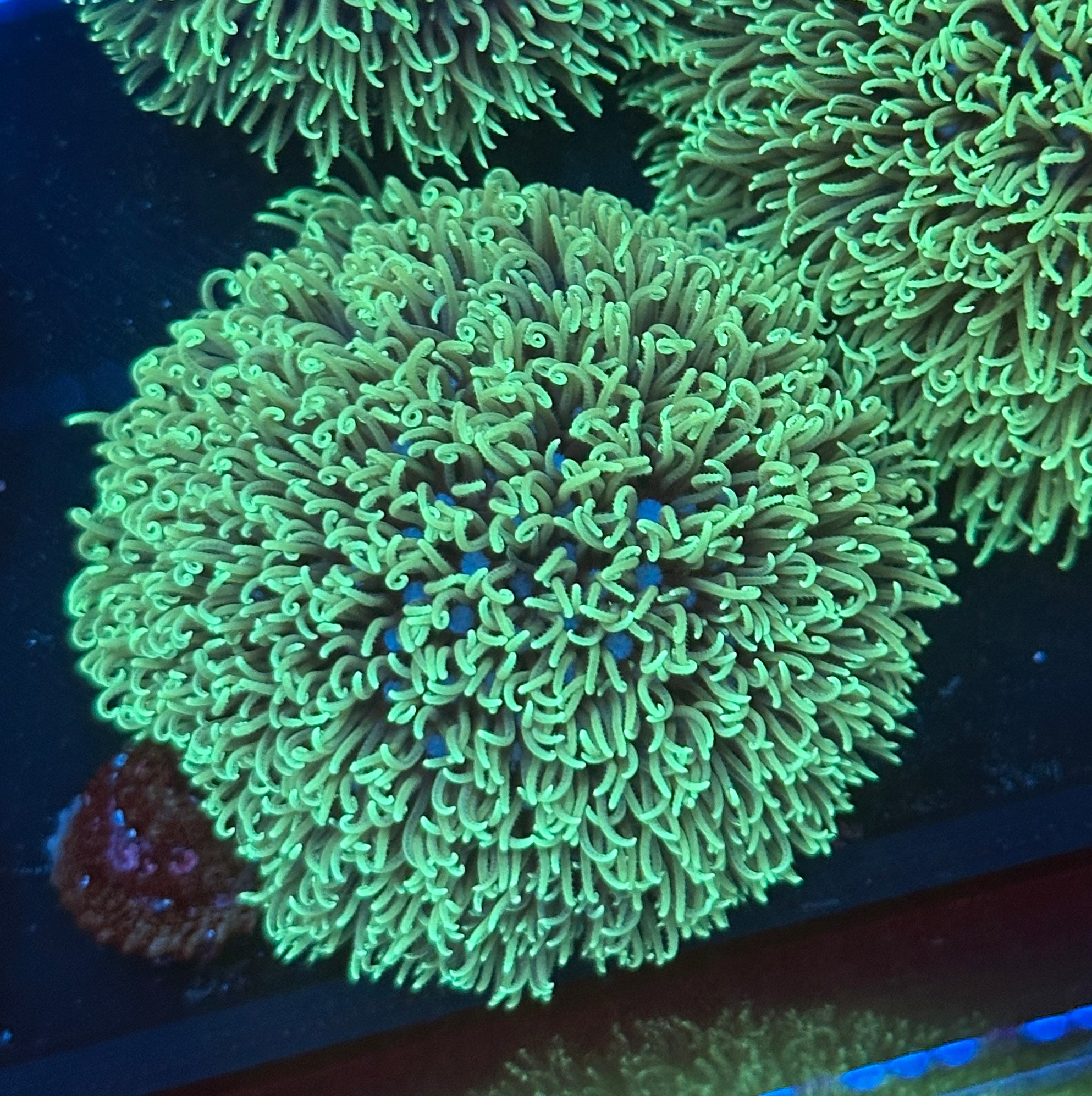 Green Star Polyp GSP Frag