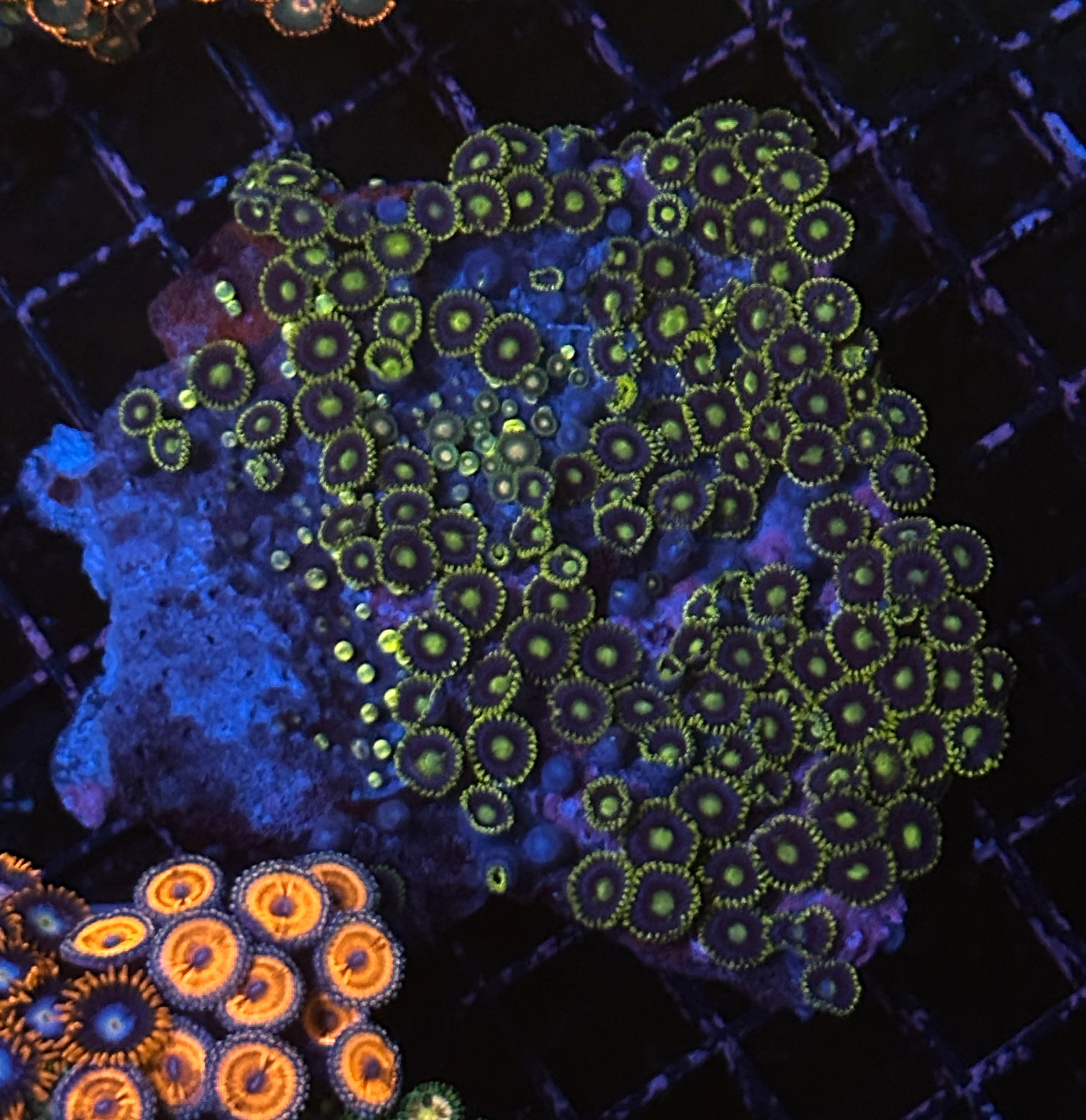 Zoa Rock Colony 2