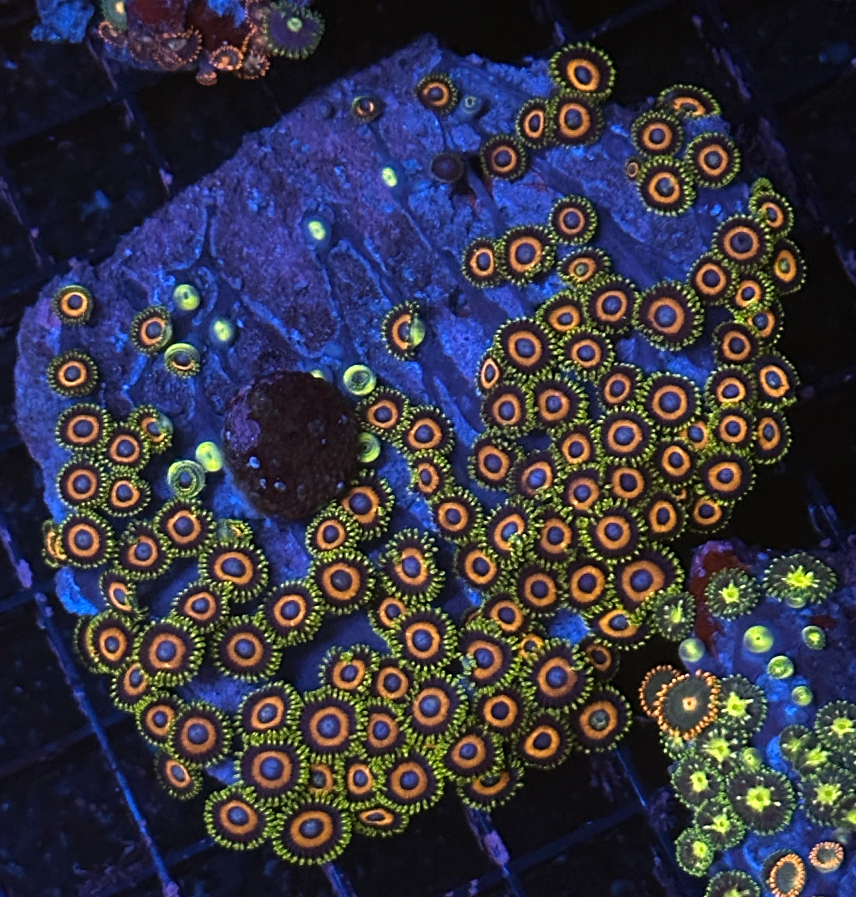 Zoa Rock Colony 3