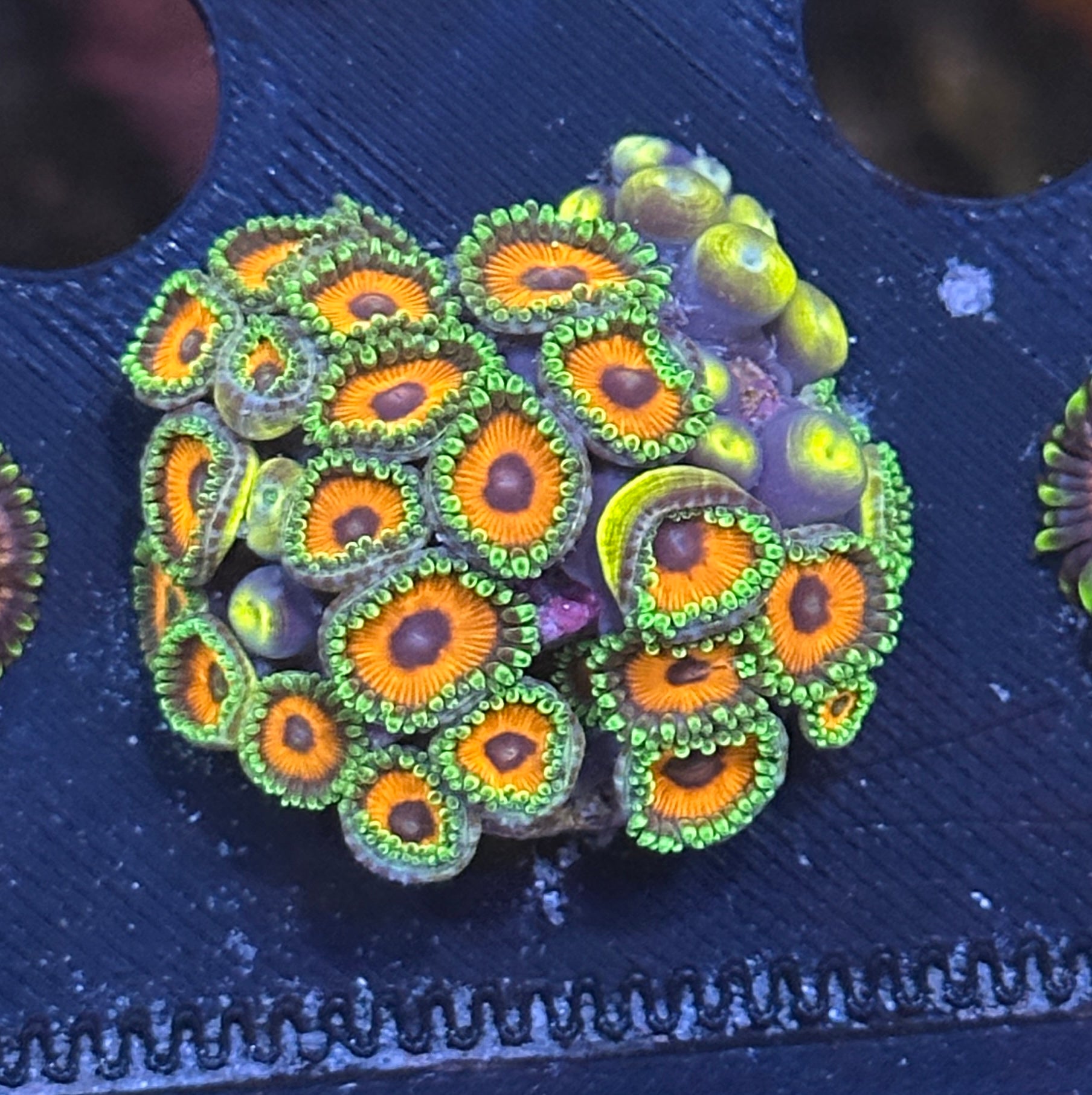 ACI Orange Sherbert Zoa