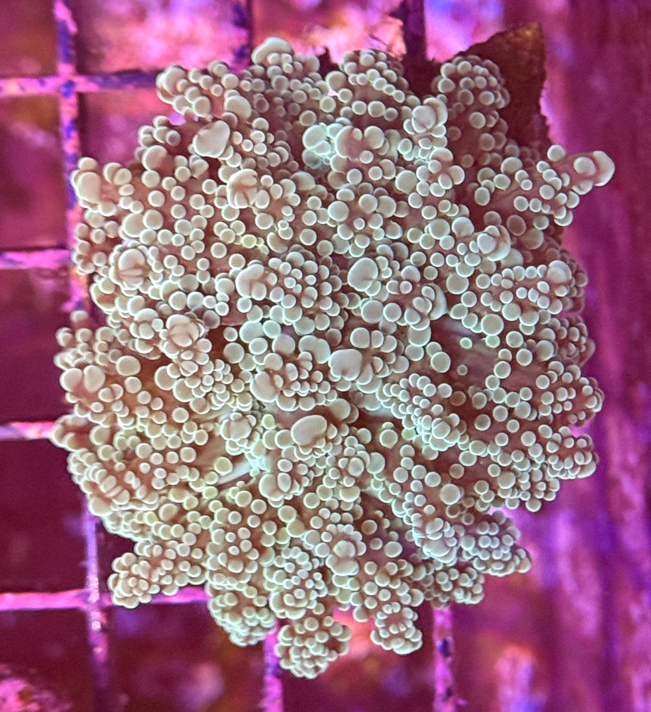 Yaeyamaensis Frogspawn R4D8