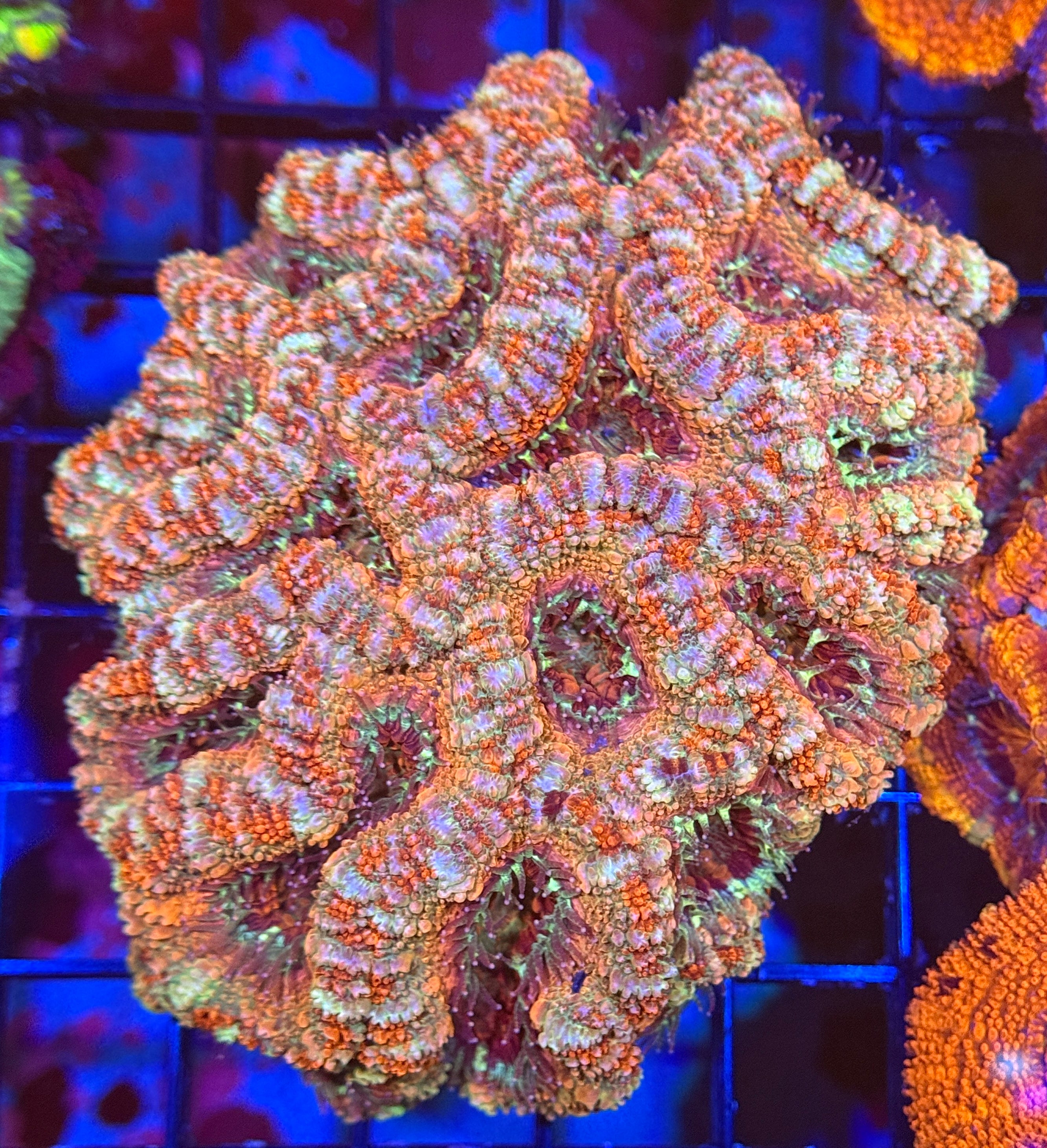 Asian Rainbow Acan 1