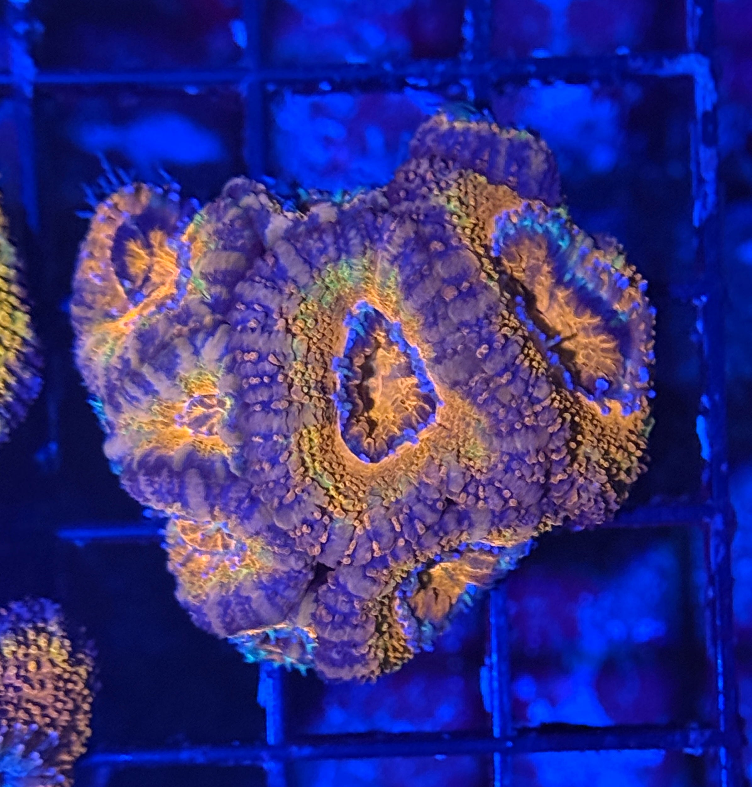 Ultra Rainbow Acan 2