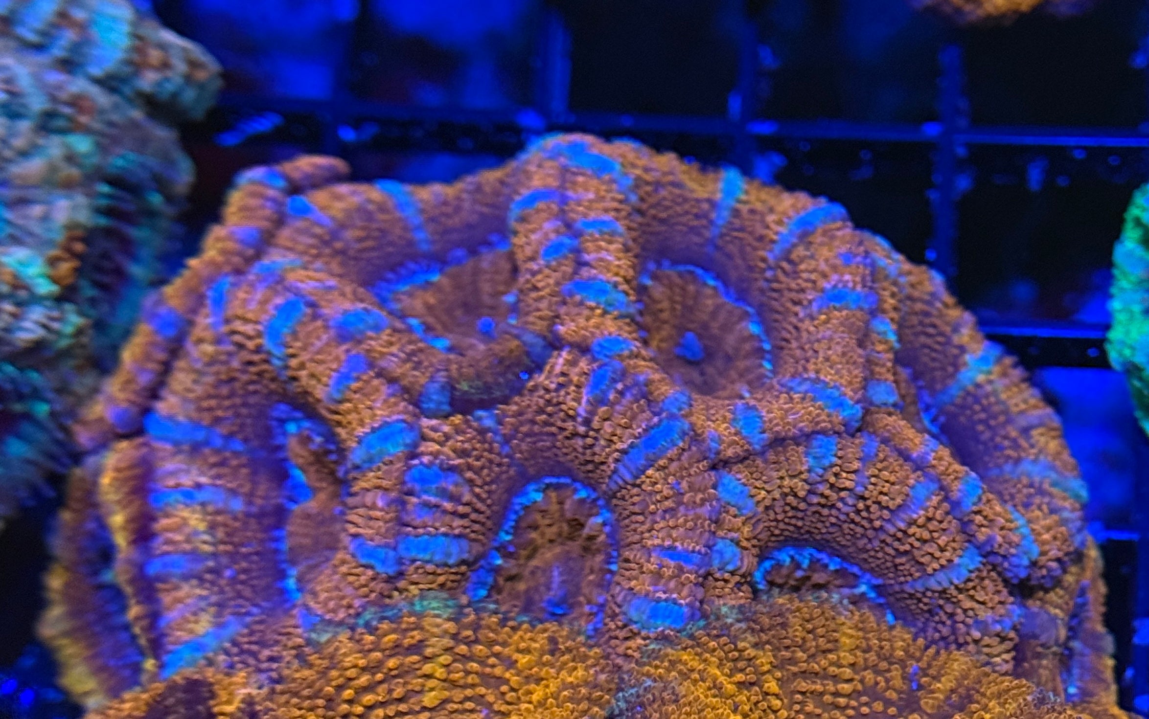 Ultra Rainbow Acan Colony 4