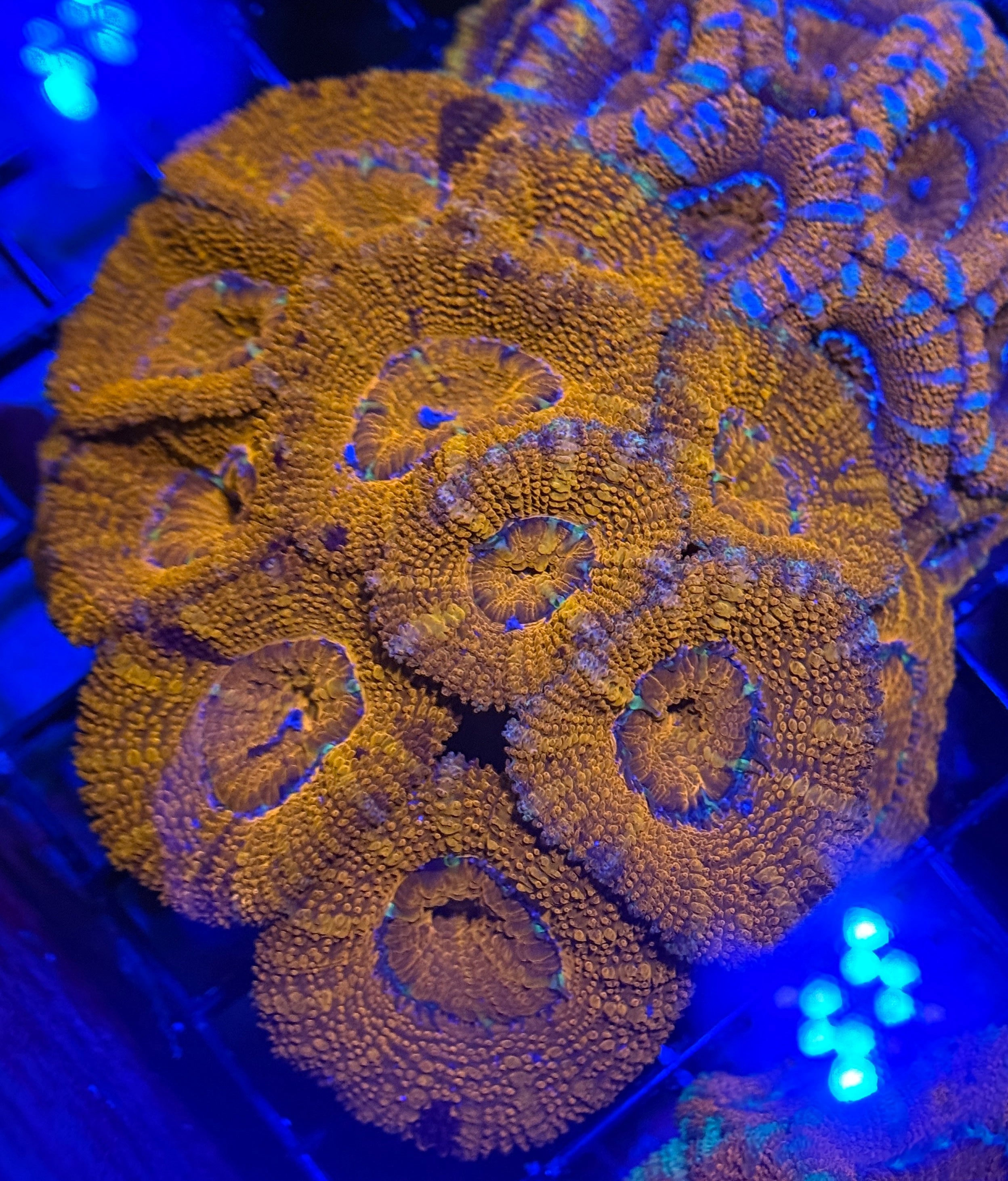 Ultra Rainbow Acan Colony 5