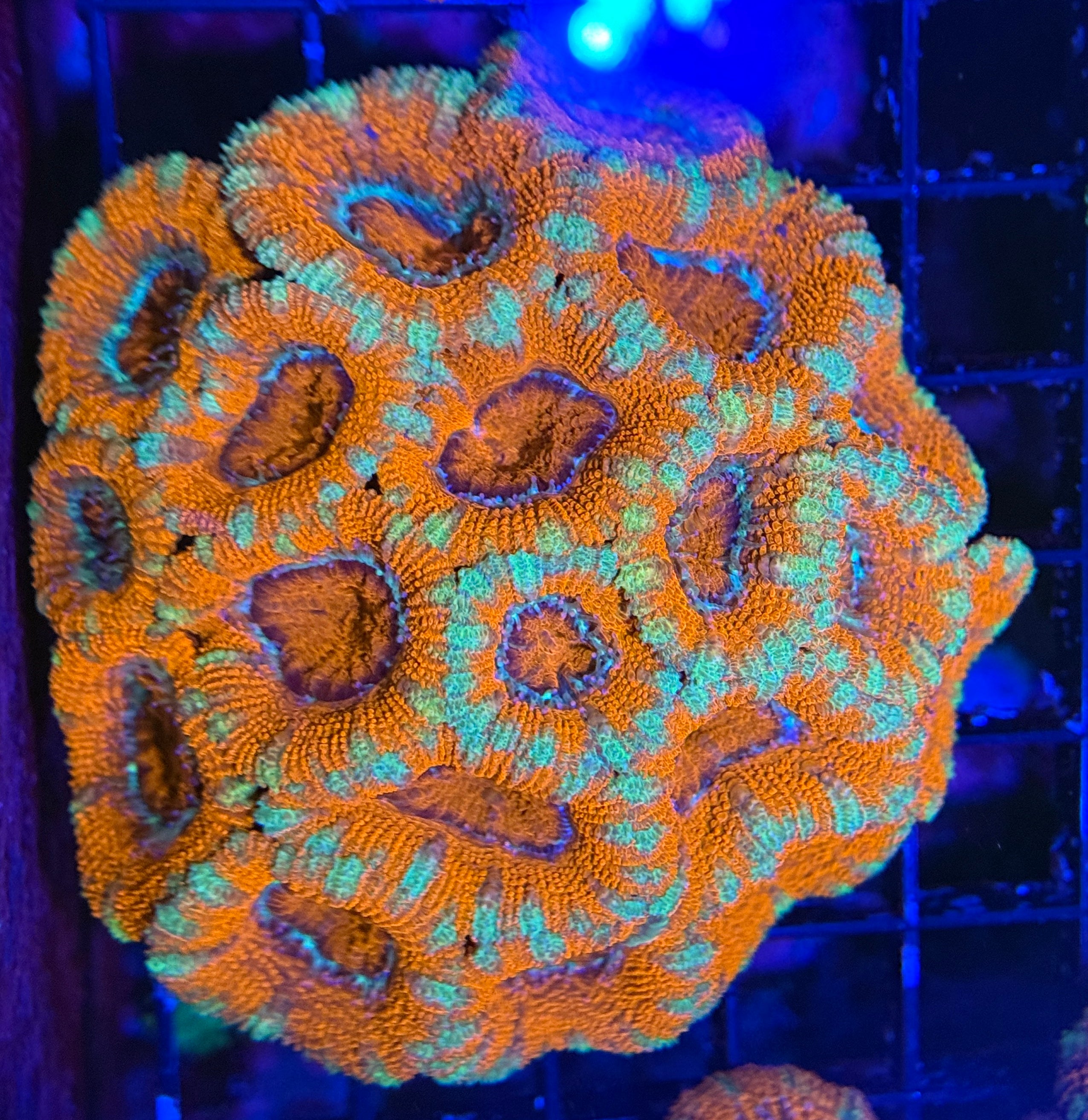 Ultra Acan Colony 6