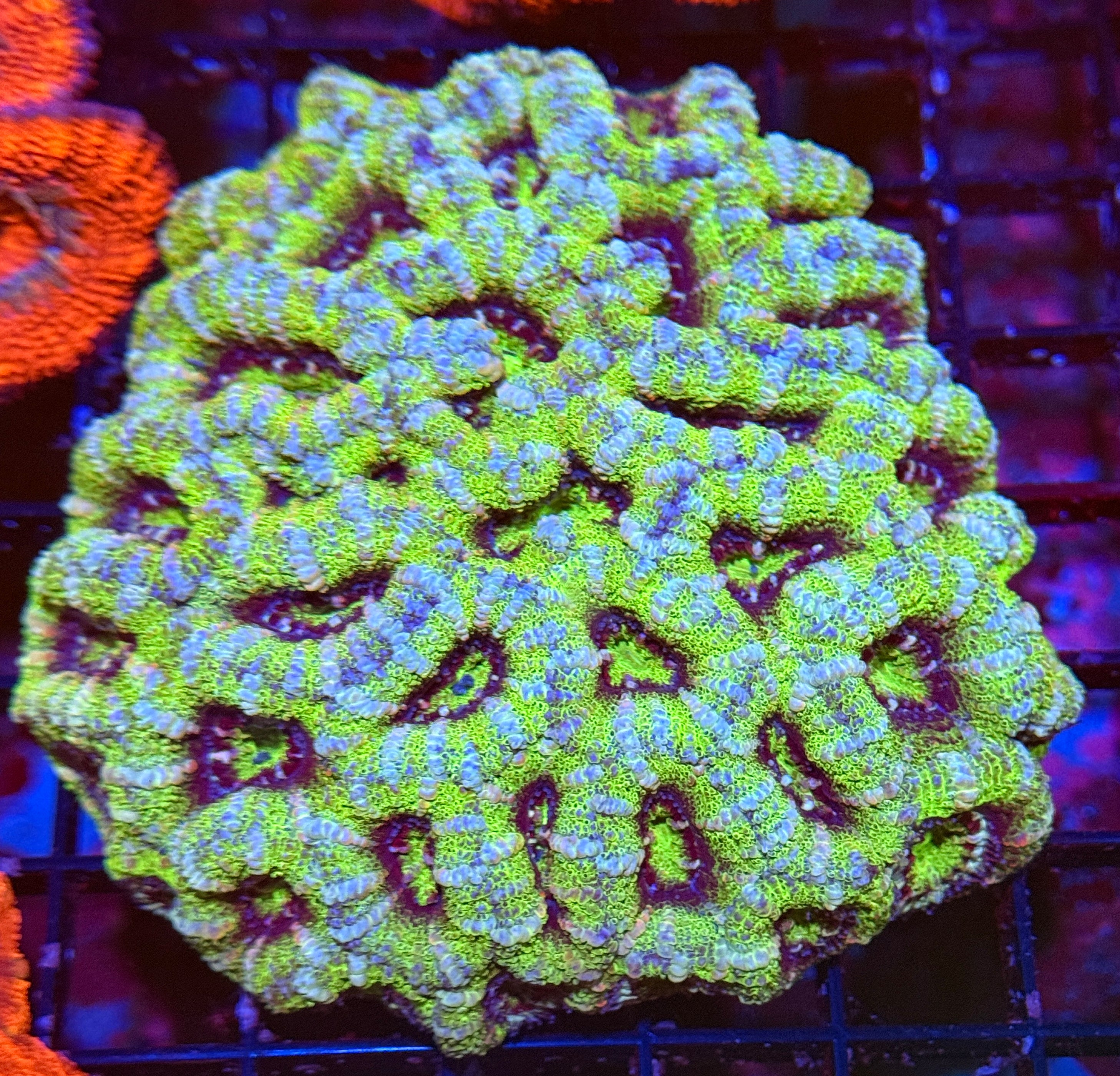 Ultra Acan Colony 7