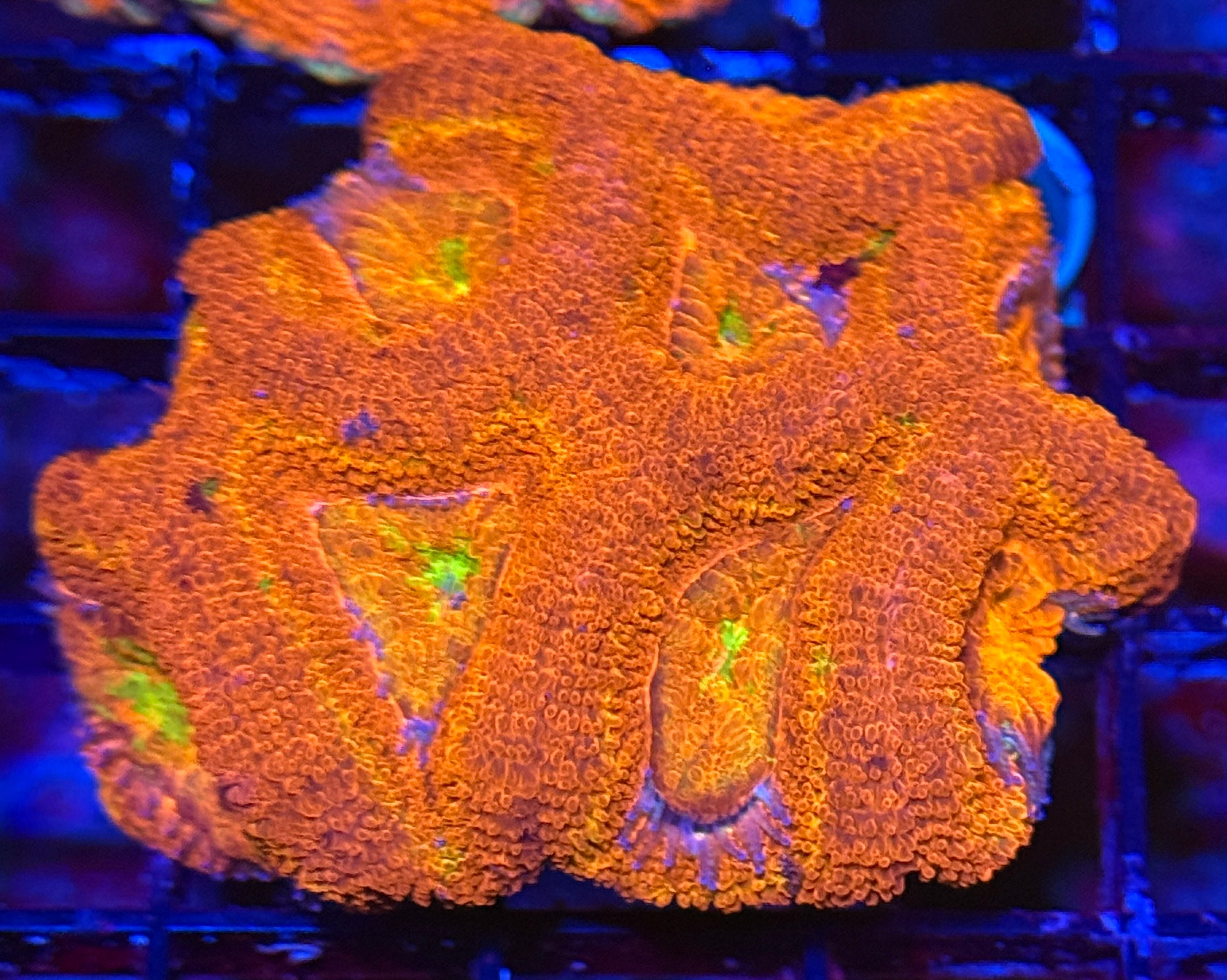 Ultra Acan Fire 8