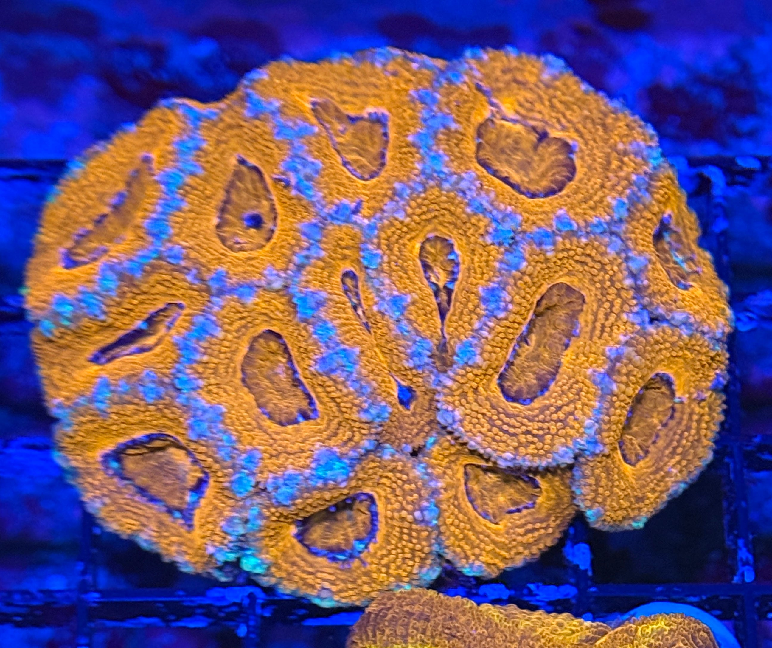 Ultra Acan 9