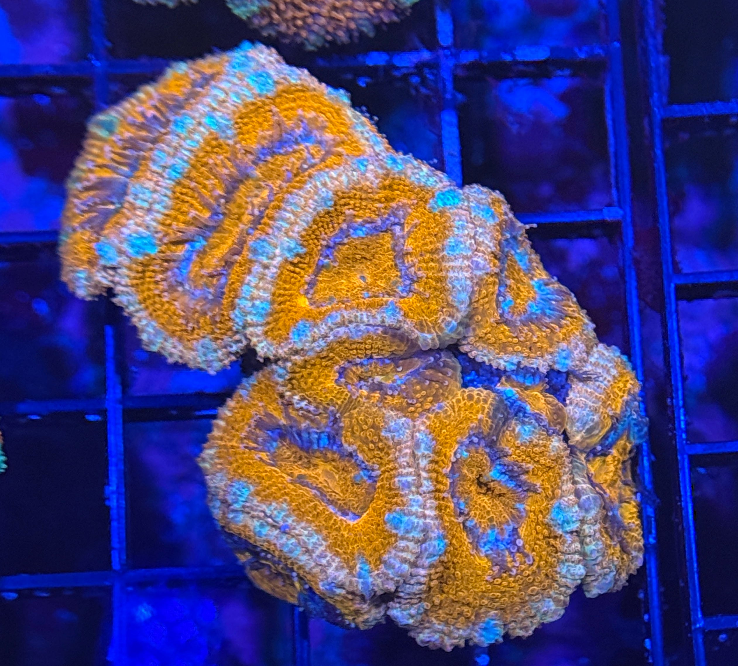 Ultra Acan 10