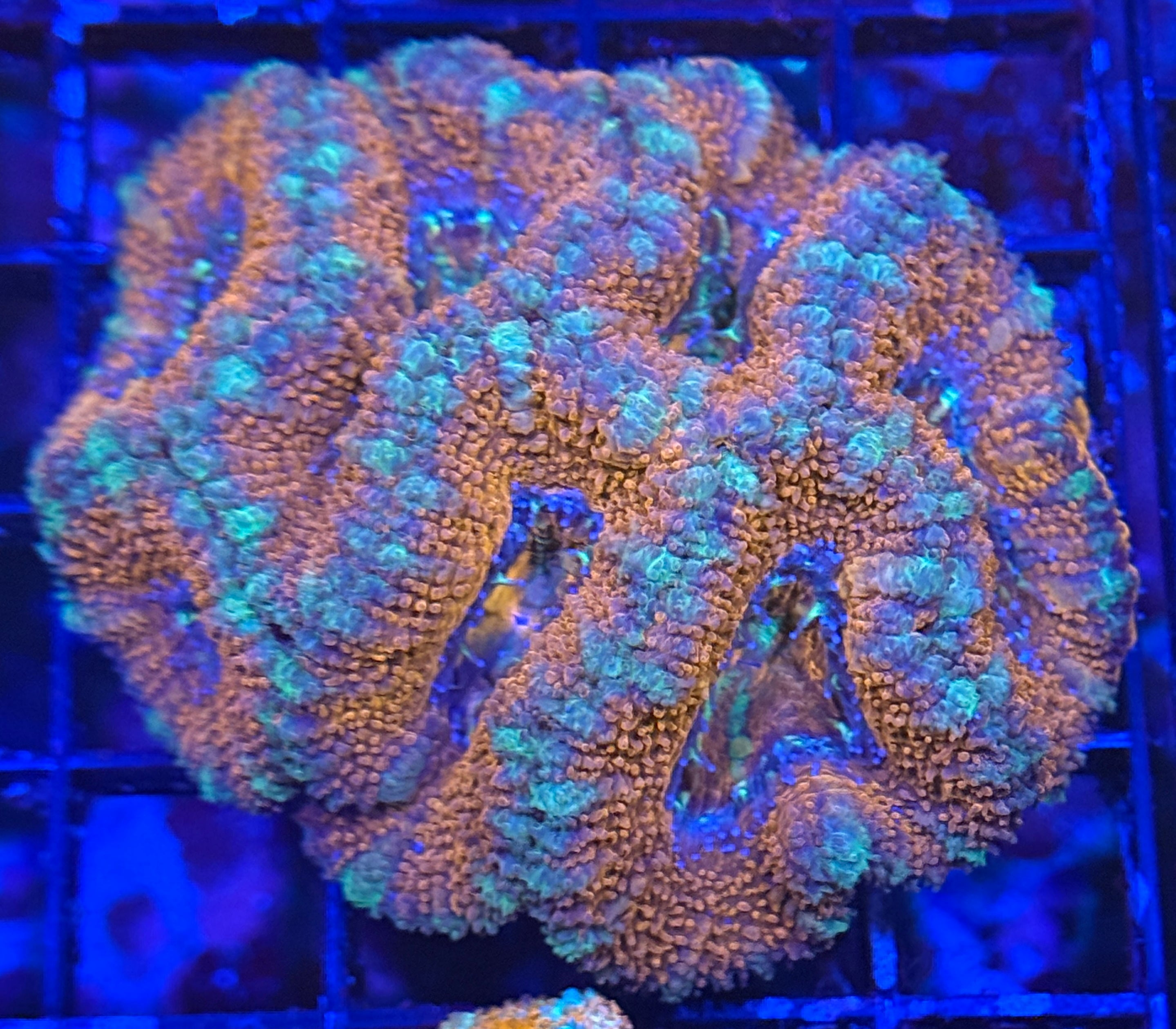 Ultra Rainbow Acan 11