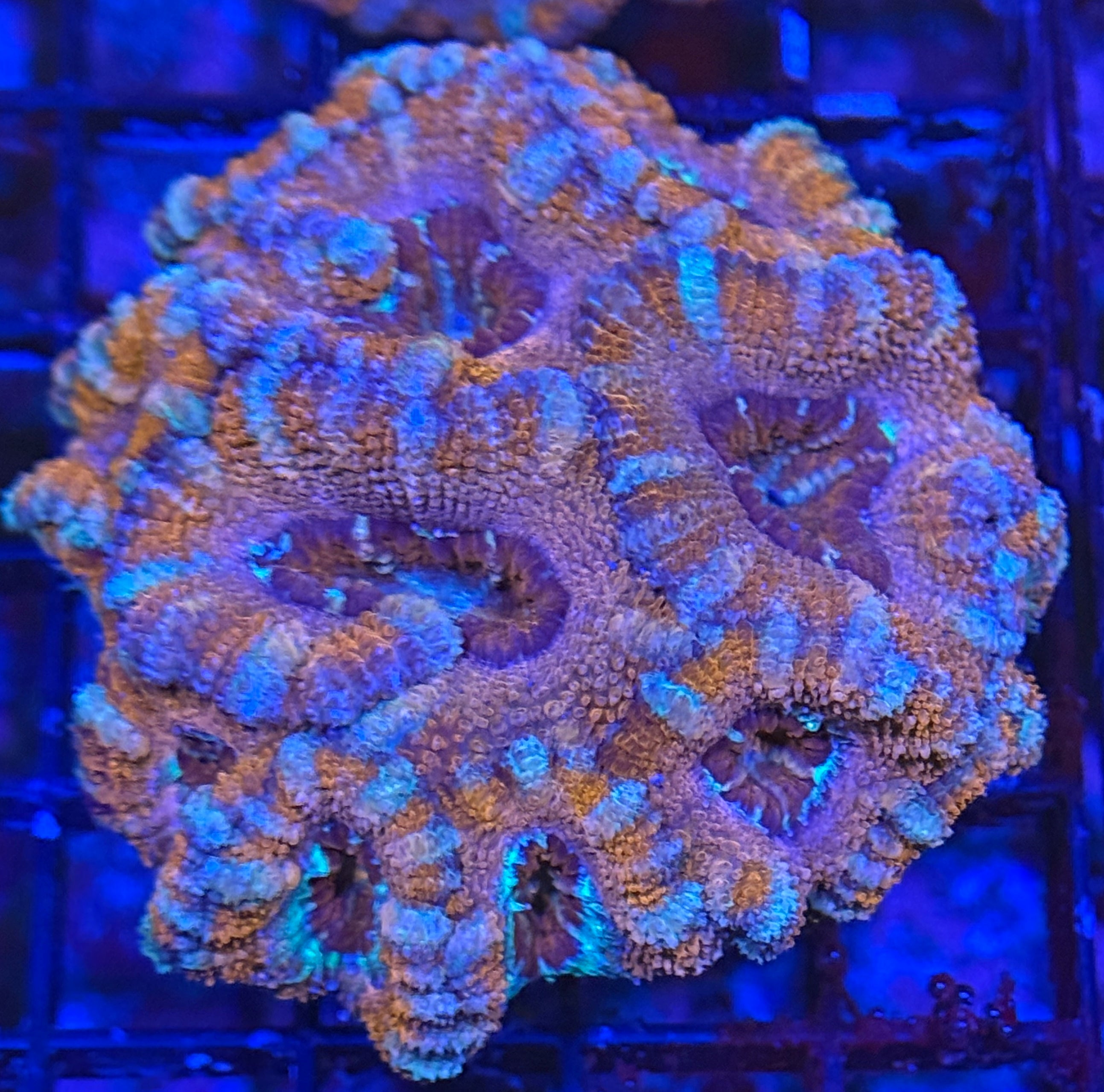 Ultra Rainbow Acan 12