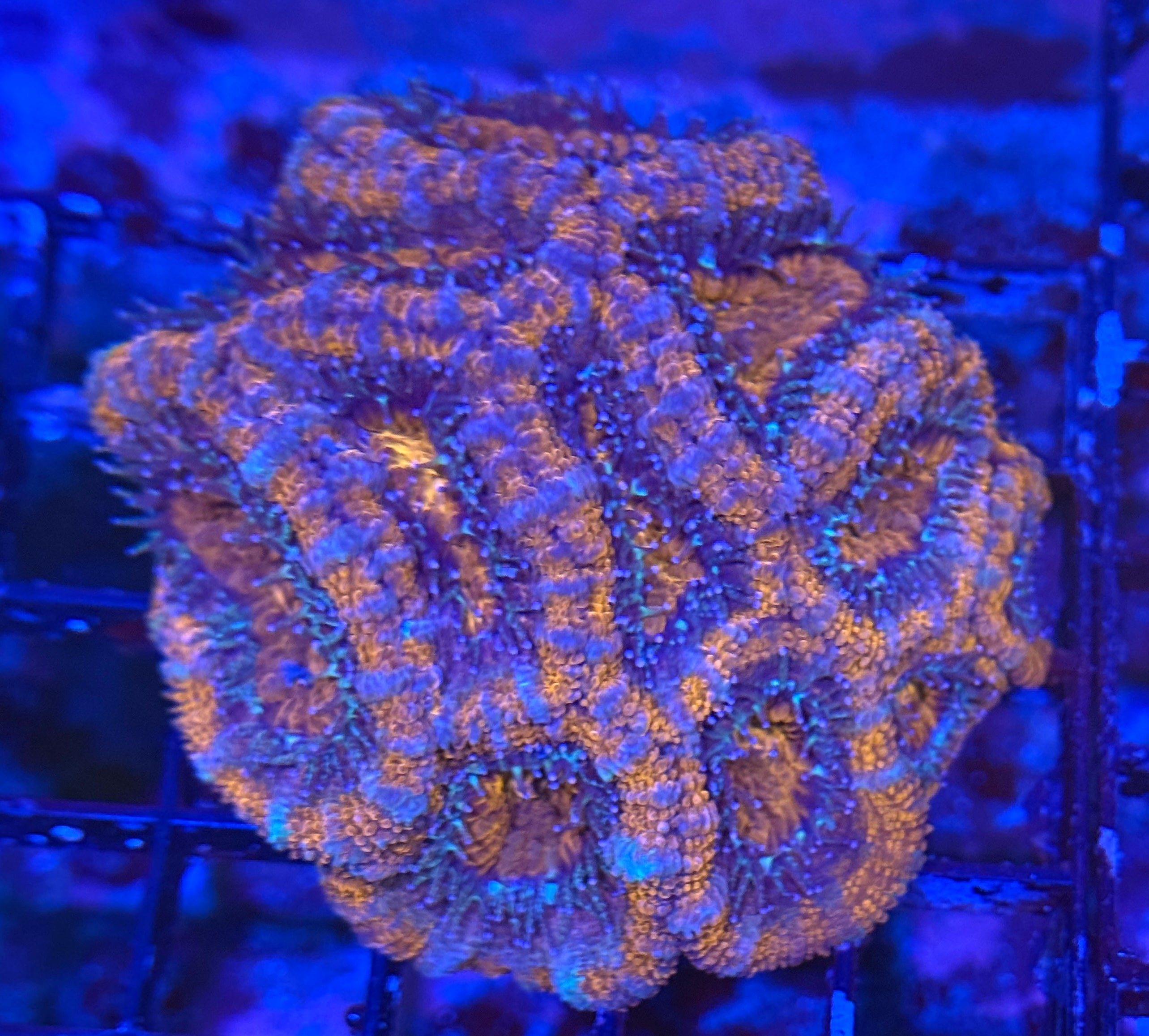 Ultra Rainbow Acan 13