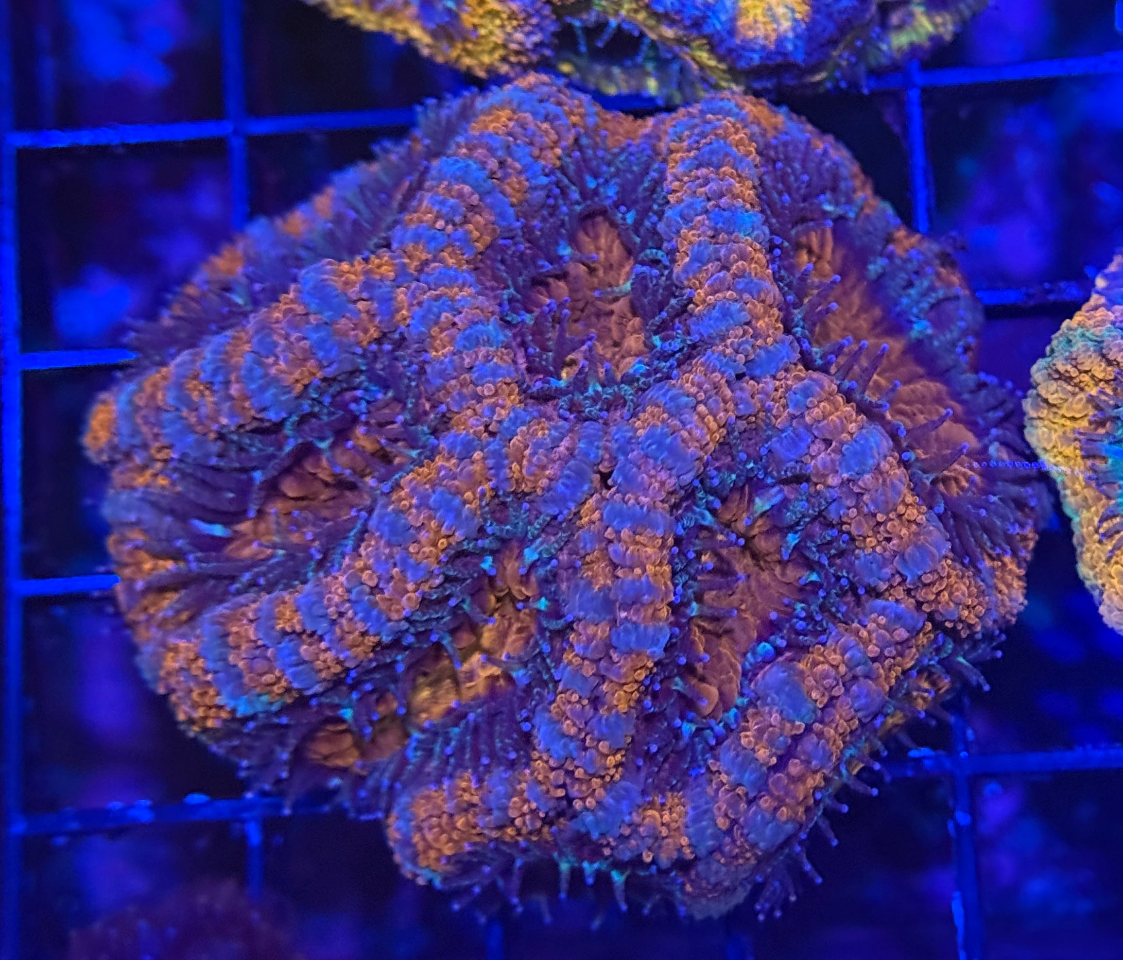 Ultra Rainbow Acan 14