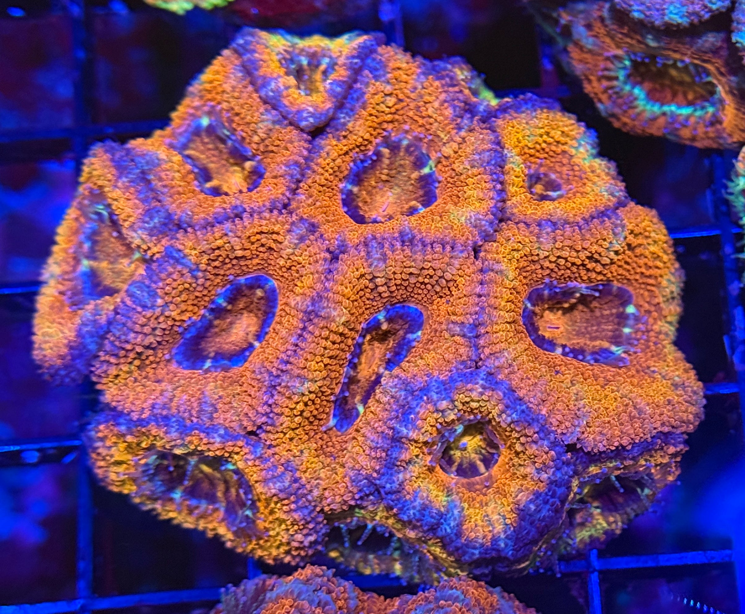 Ultra Acan 15