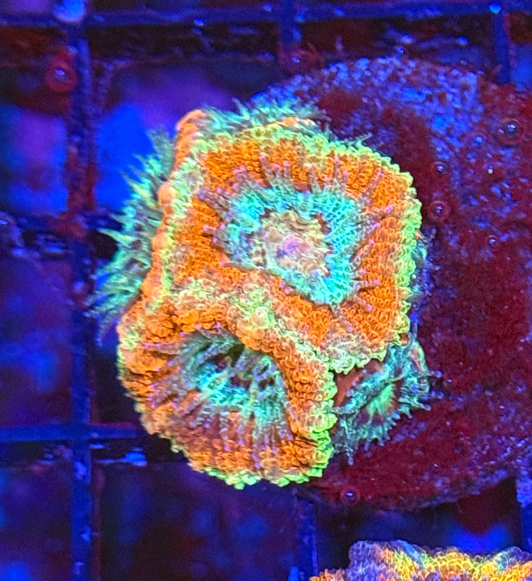 Ultra Acan 16