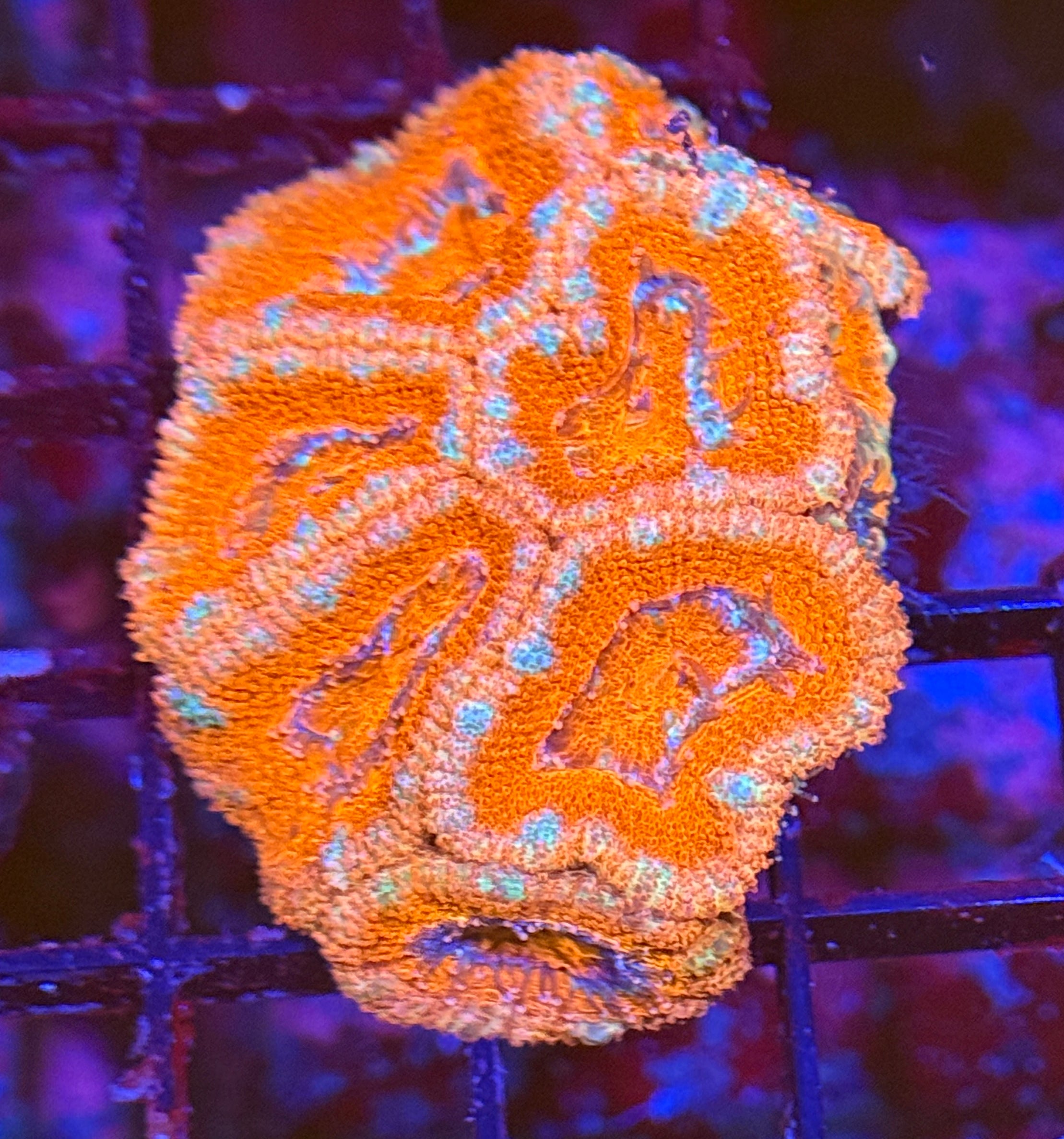 Ultra Acan 17