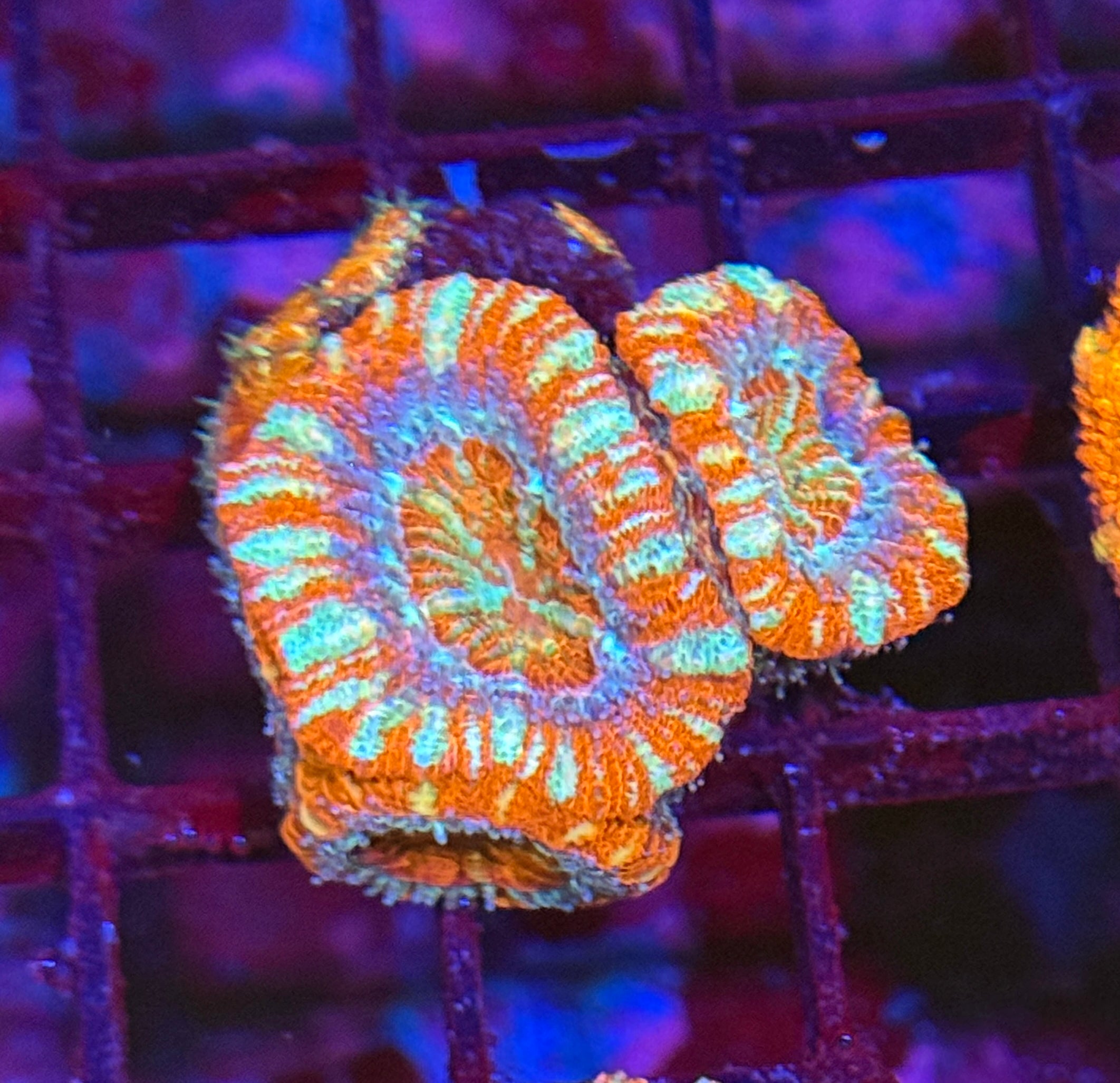 Ultra Acan 18