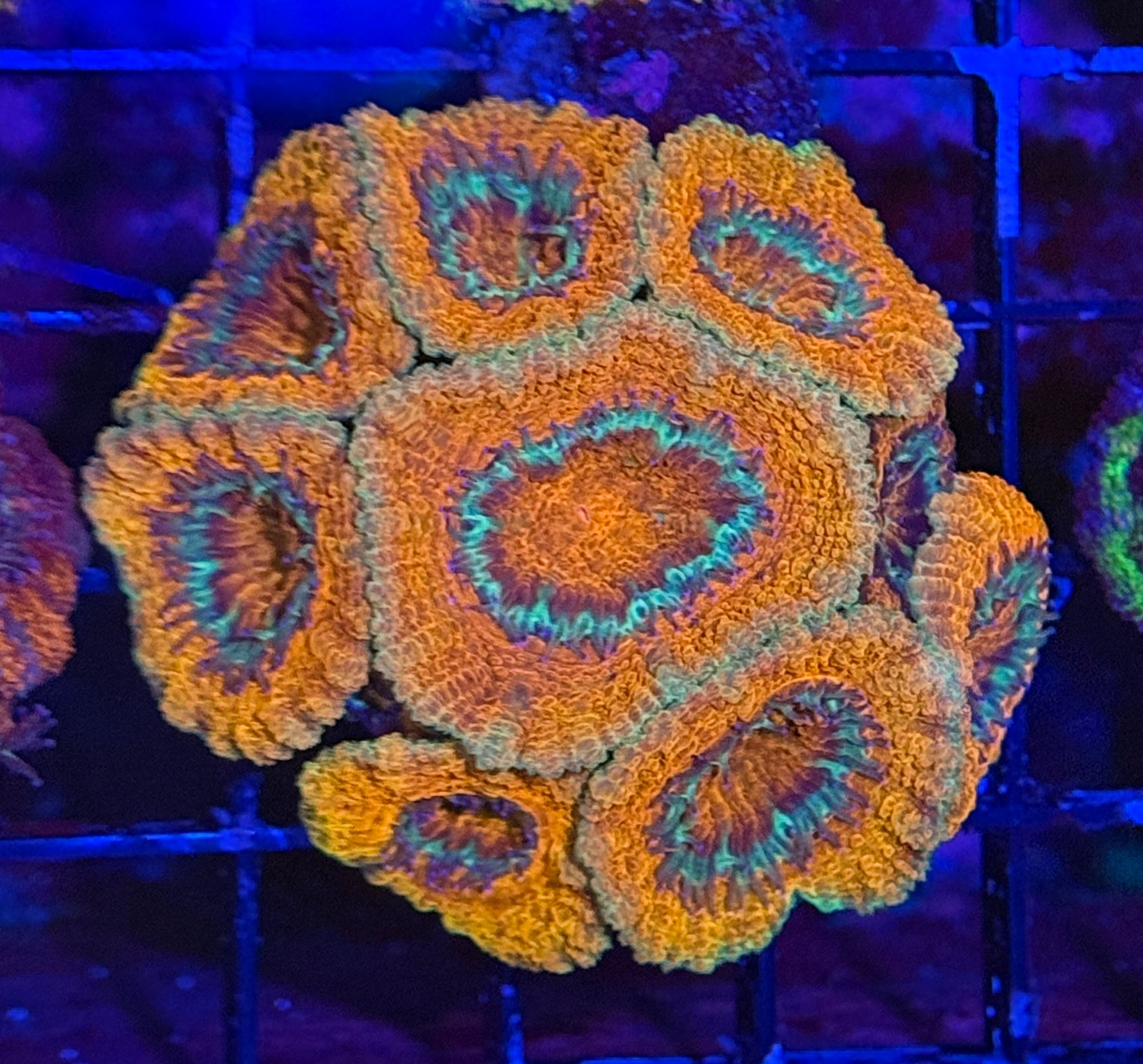 Ultra Acan 19