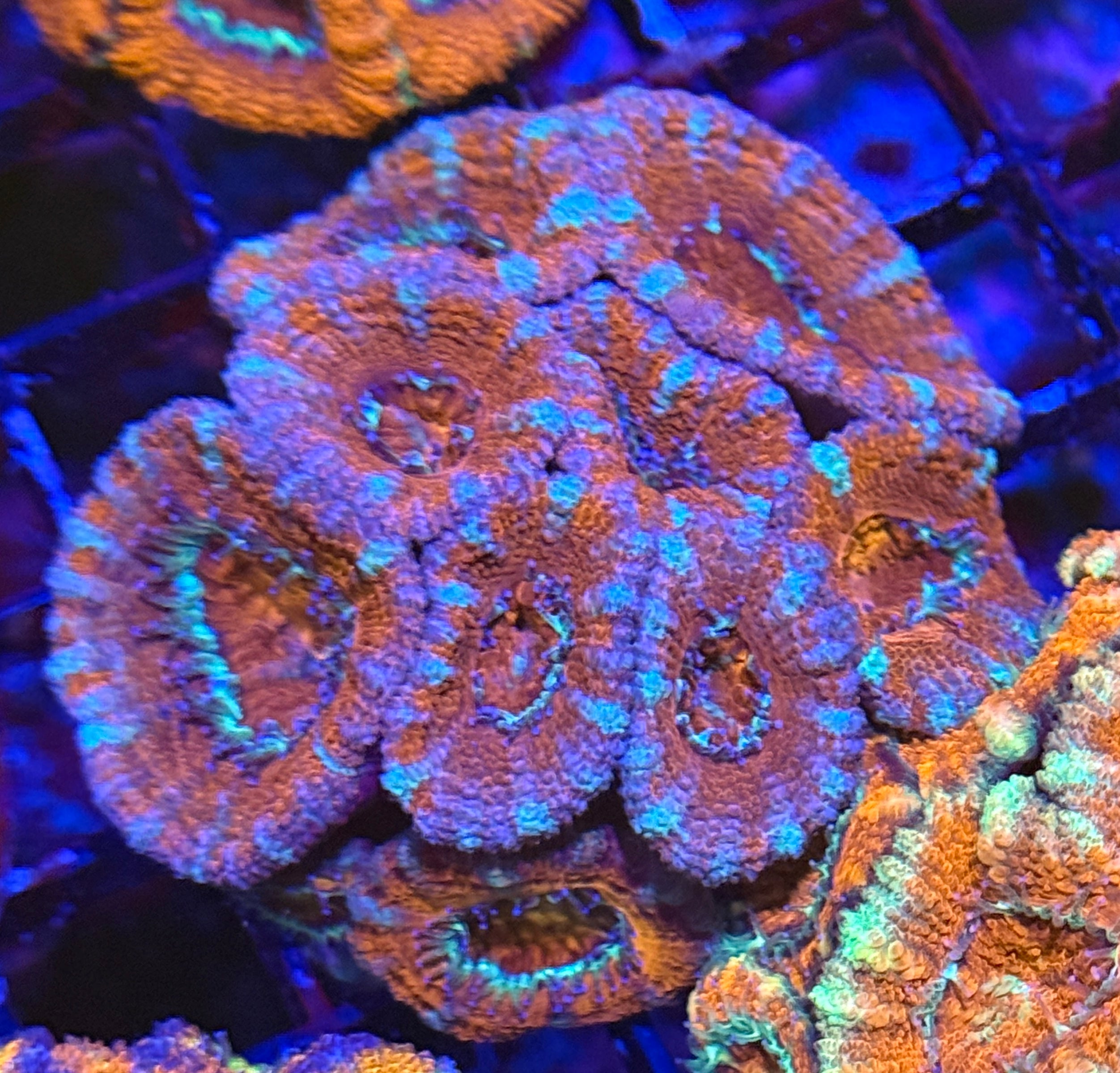 Ultra Acan 21