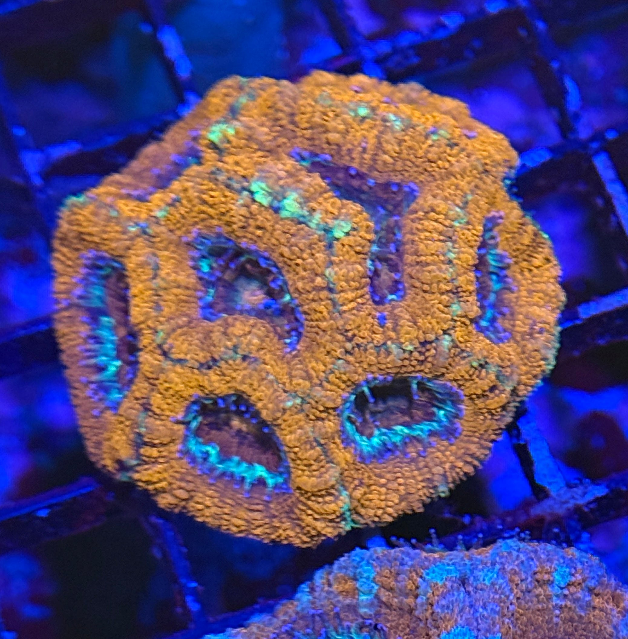 Ultra Acan 22