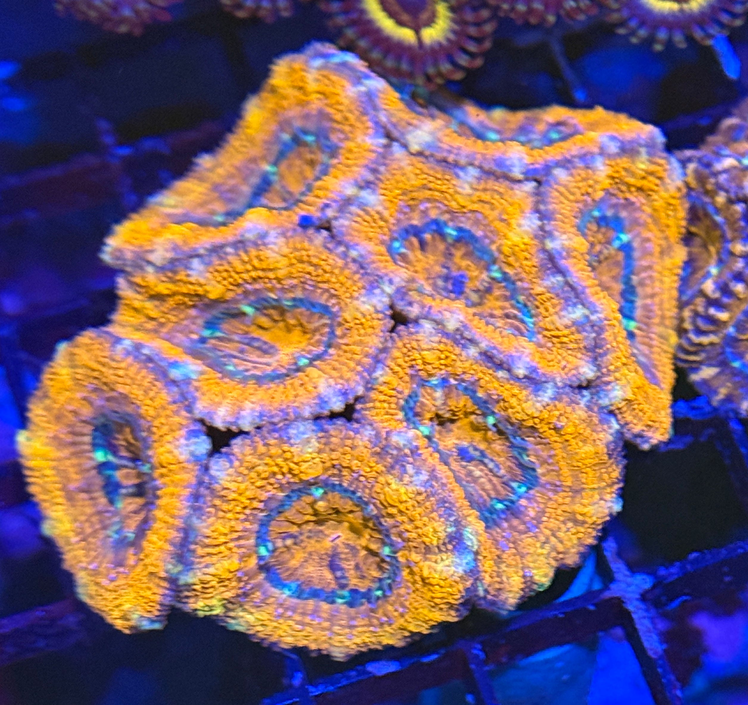 Ultra Acan 23