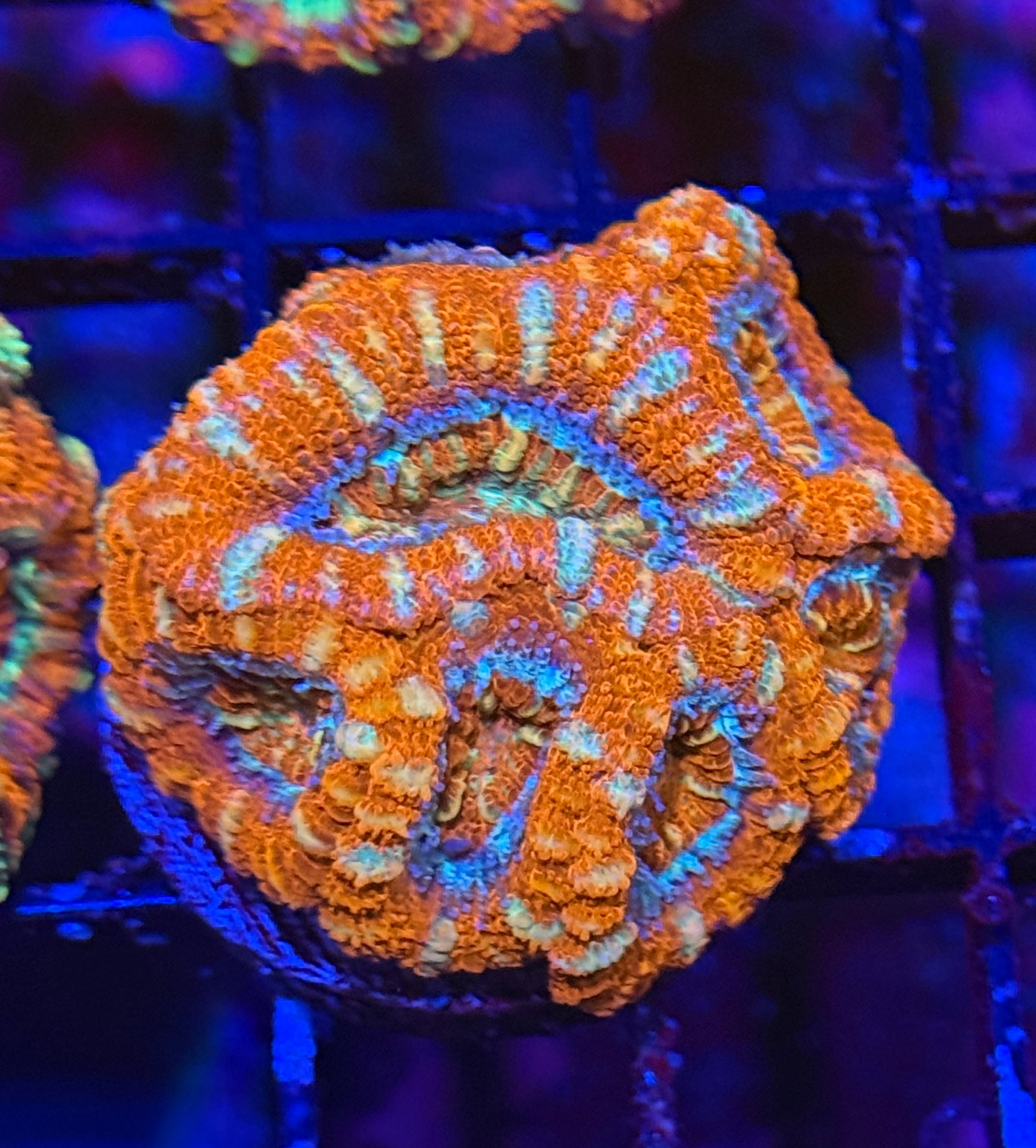 Ultra Acan 25