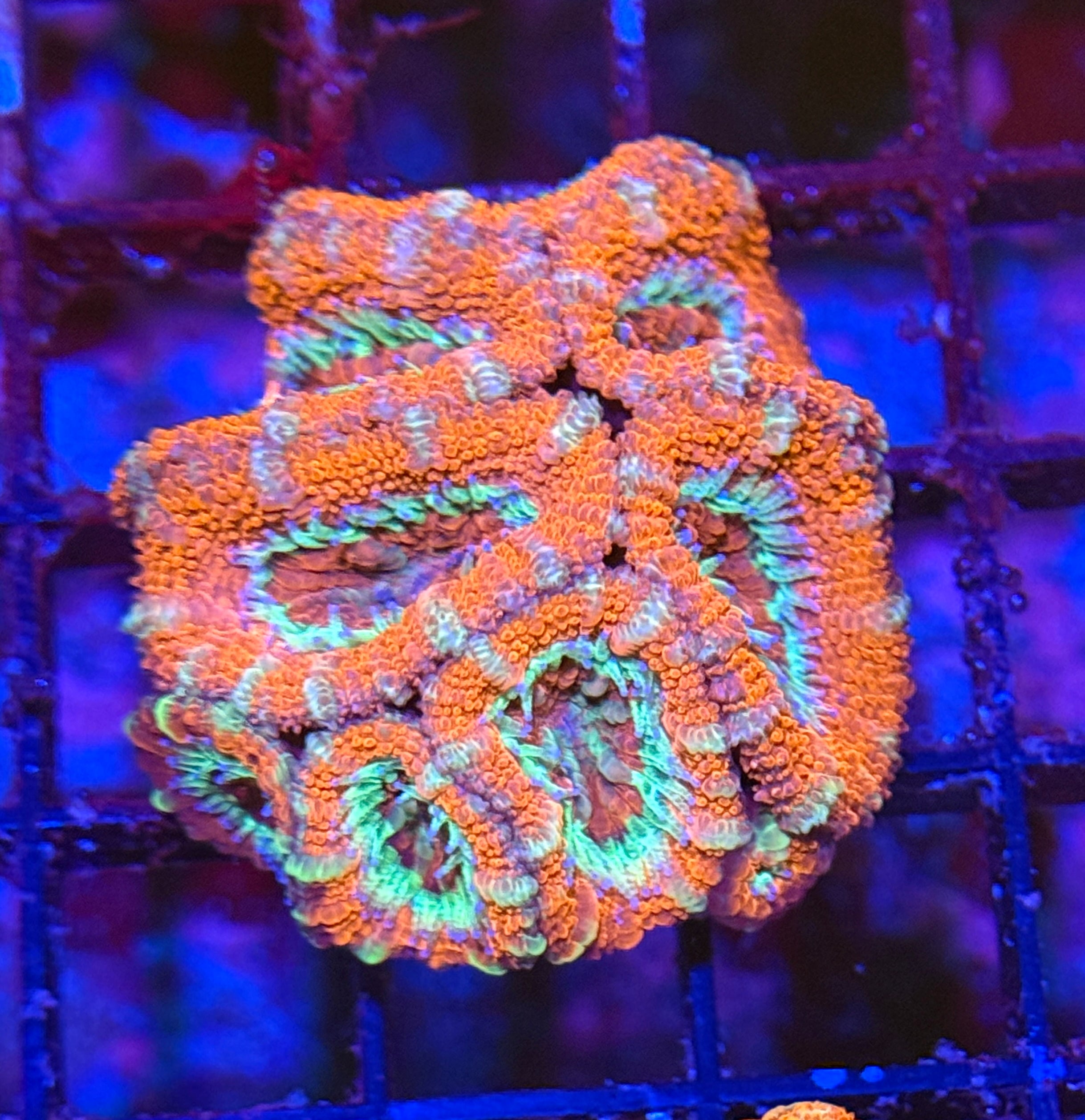 Ultra Acan 26