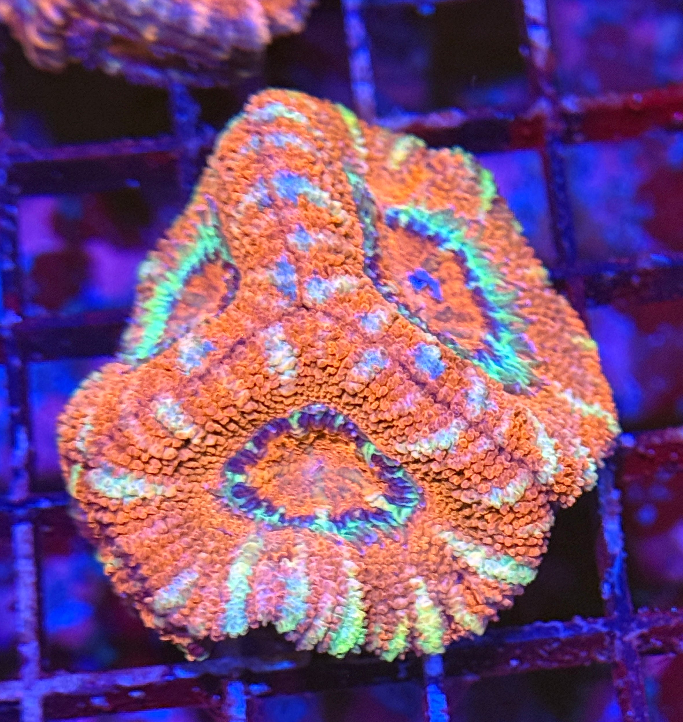 Ultra Acan 27