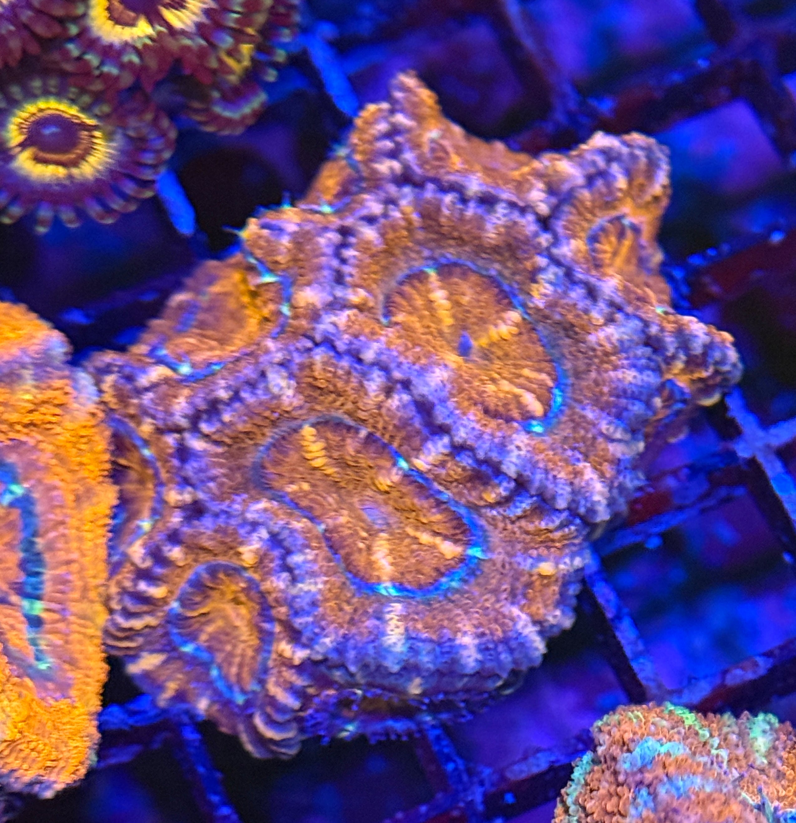 Ultra Acan 28