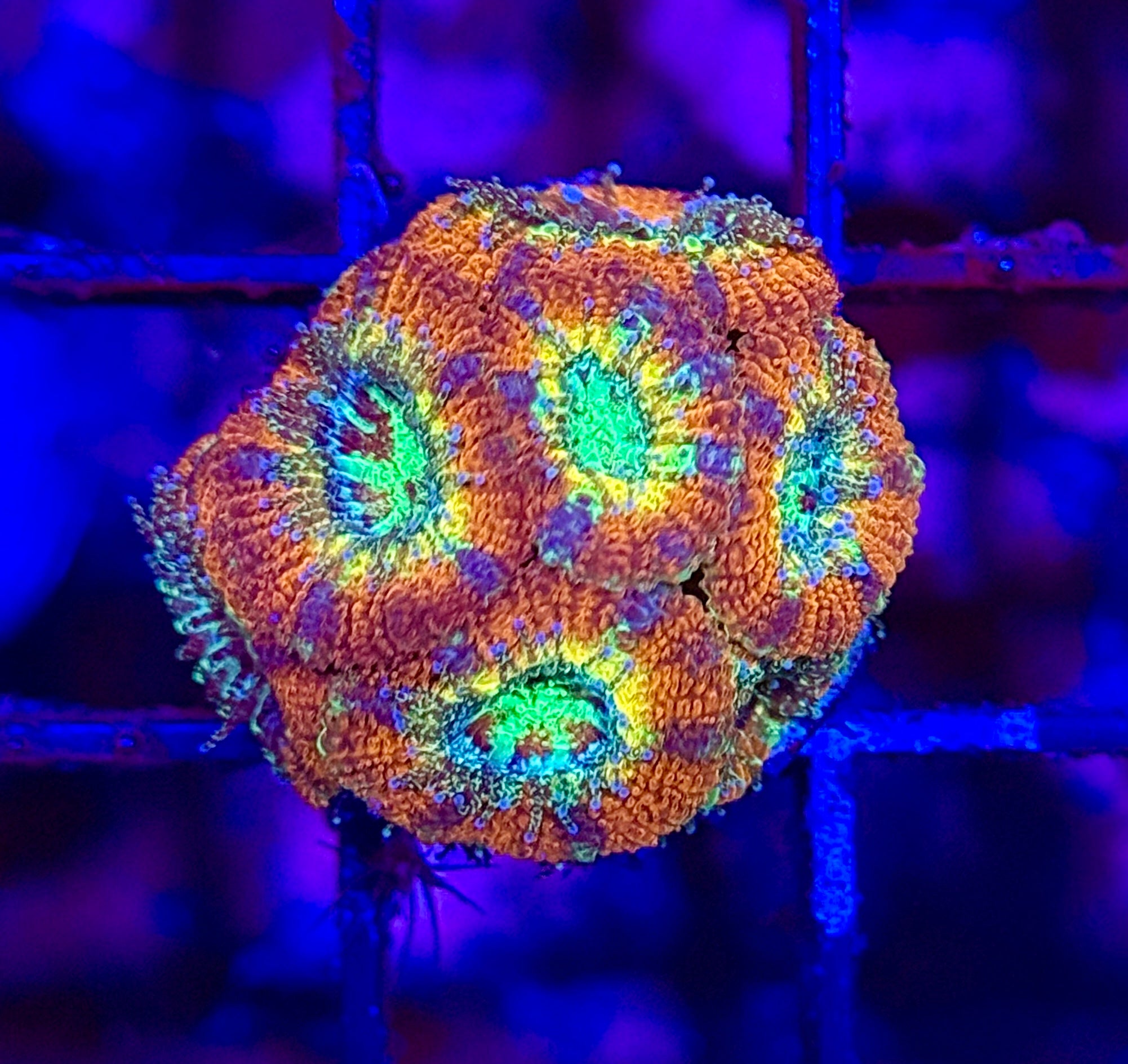 Ultra Acan 29