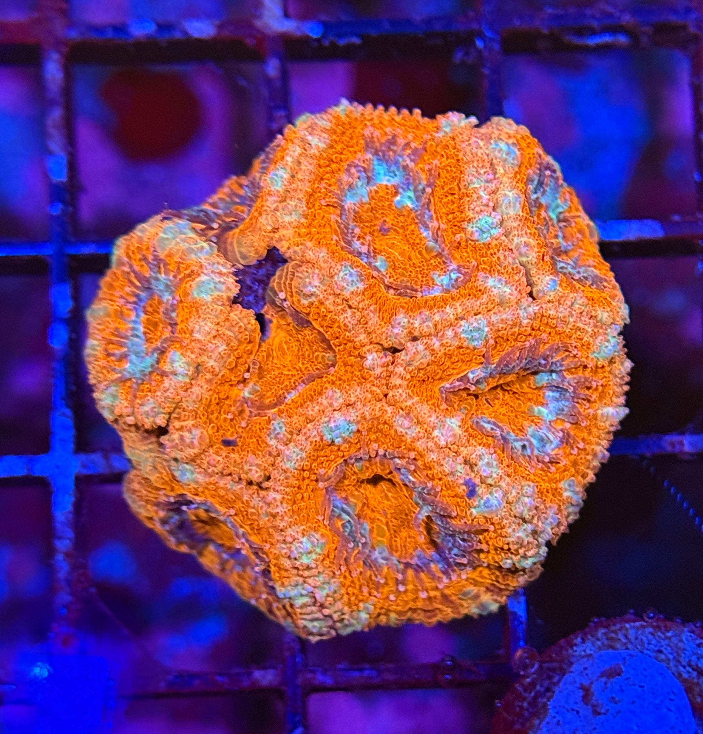 Ultra Acan 30