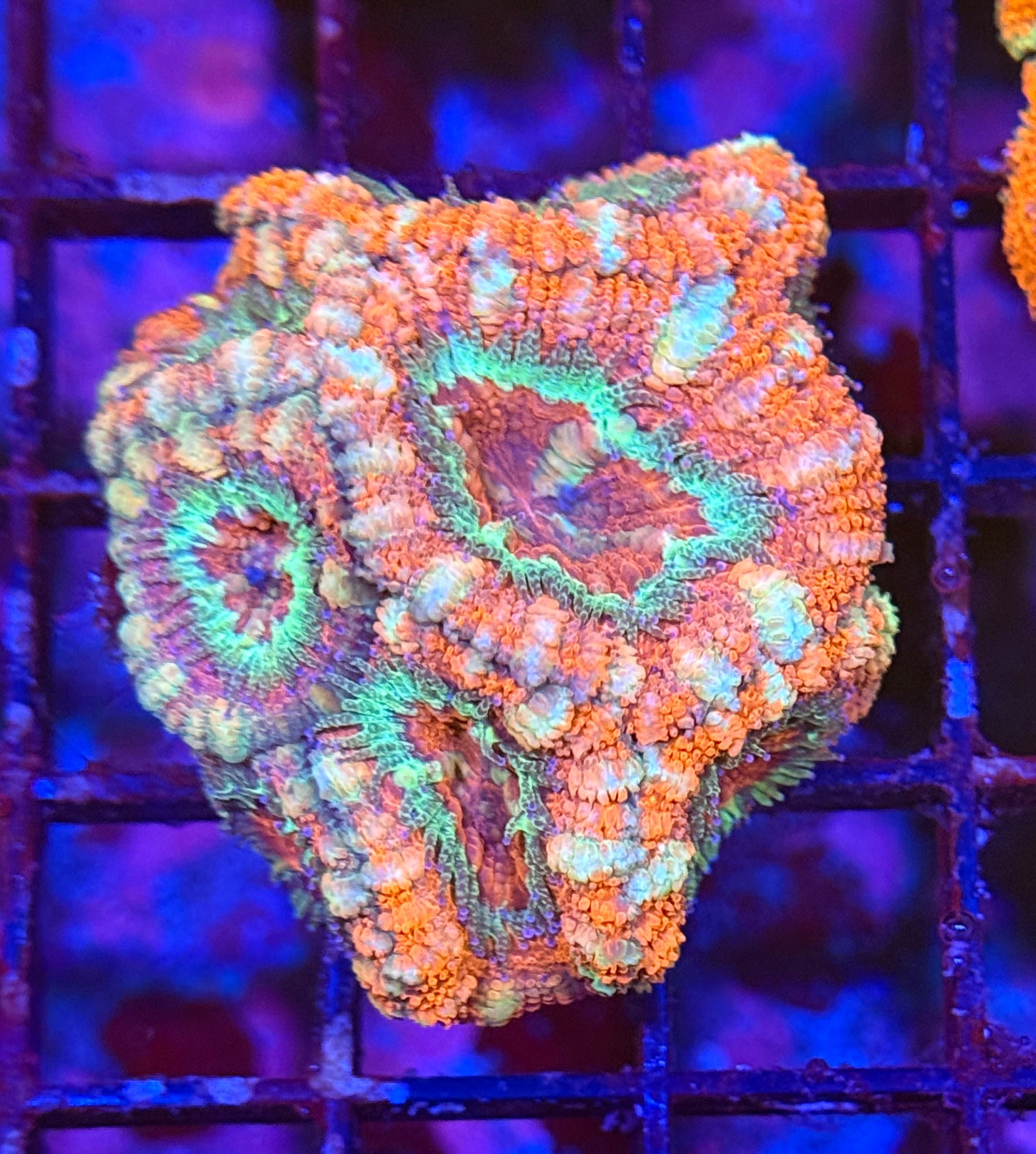 Ultra Acan 31