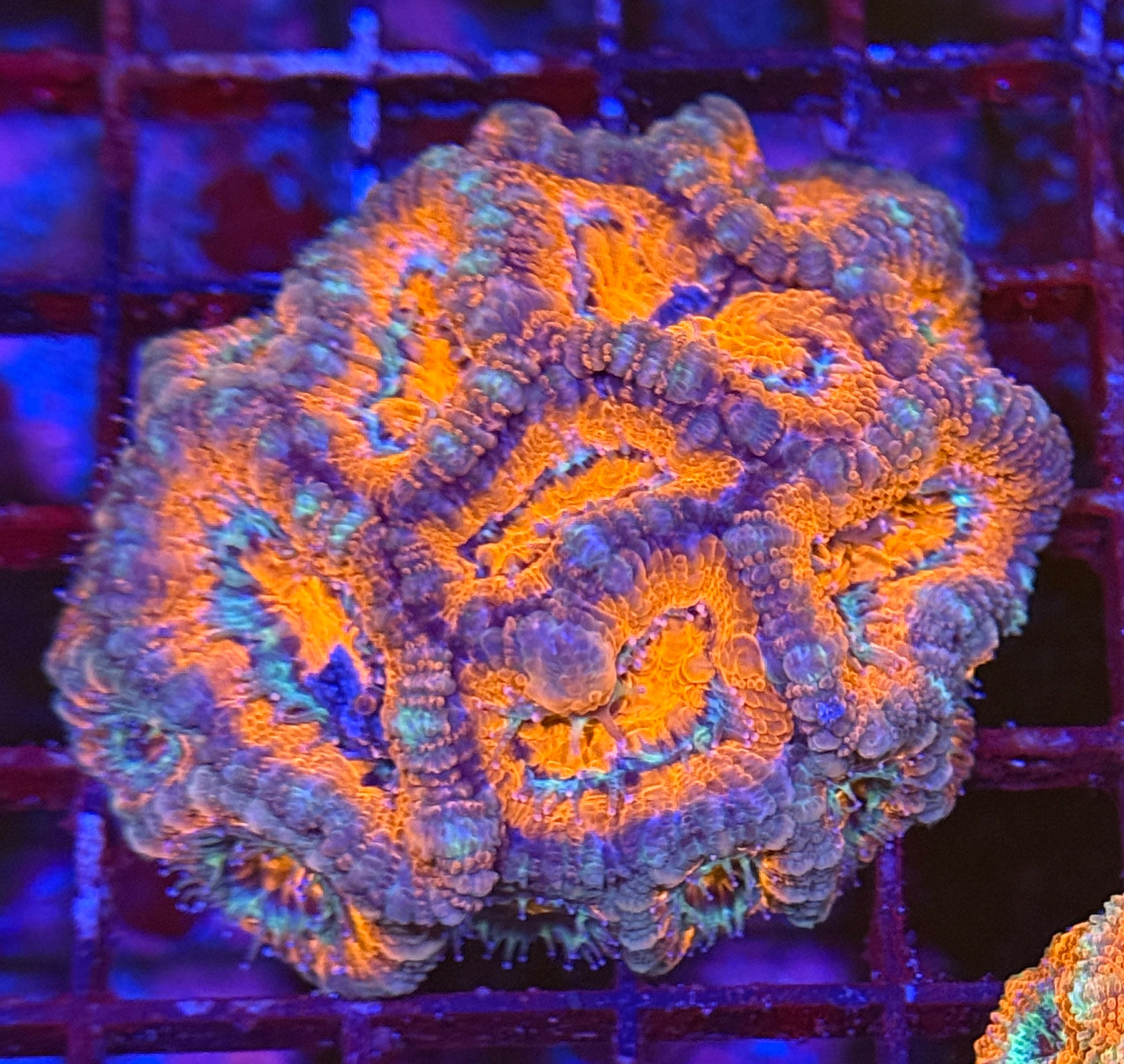 Ultra Acan 32