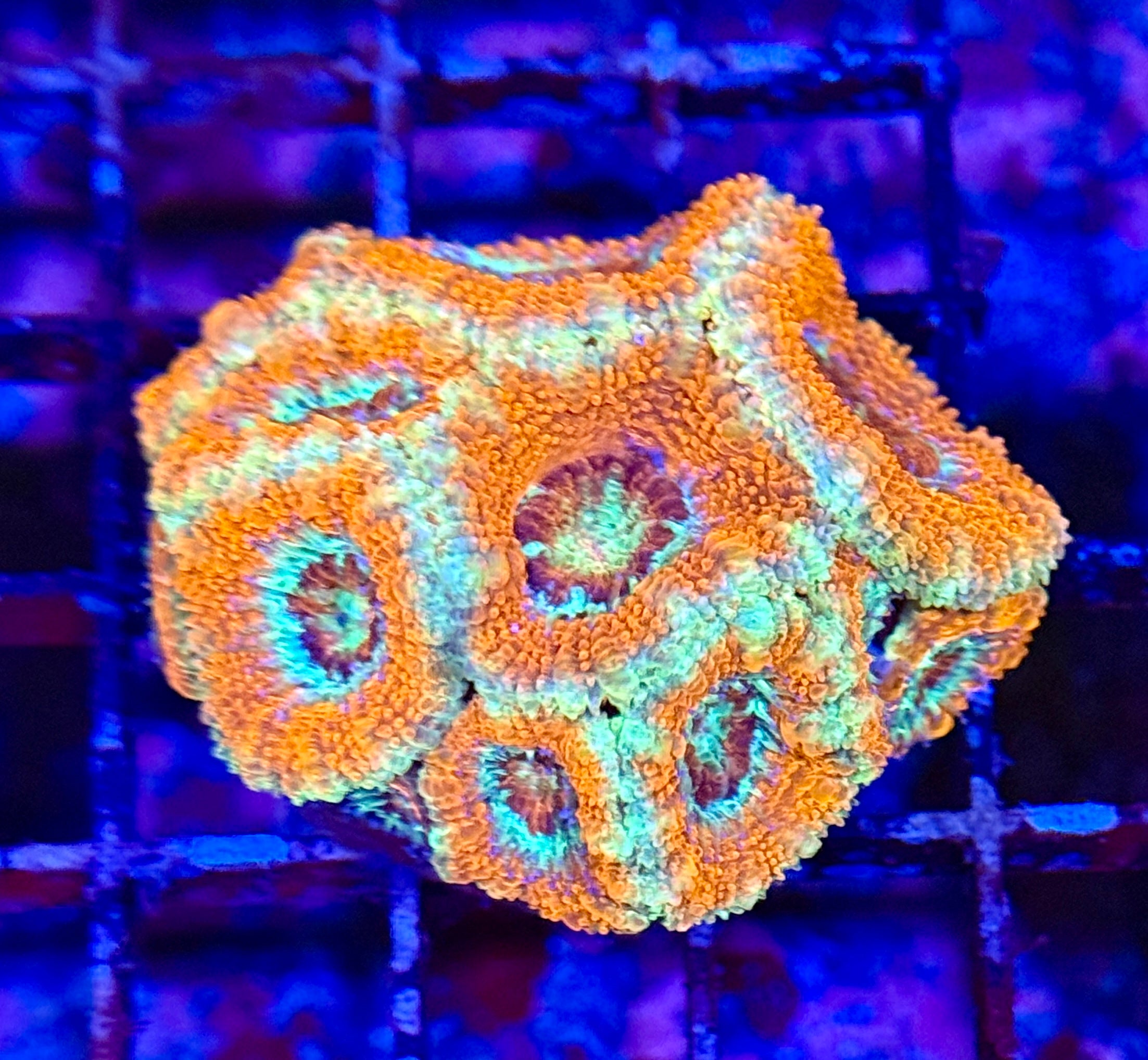 Ultra Acan 33