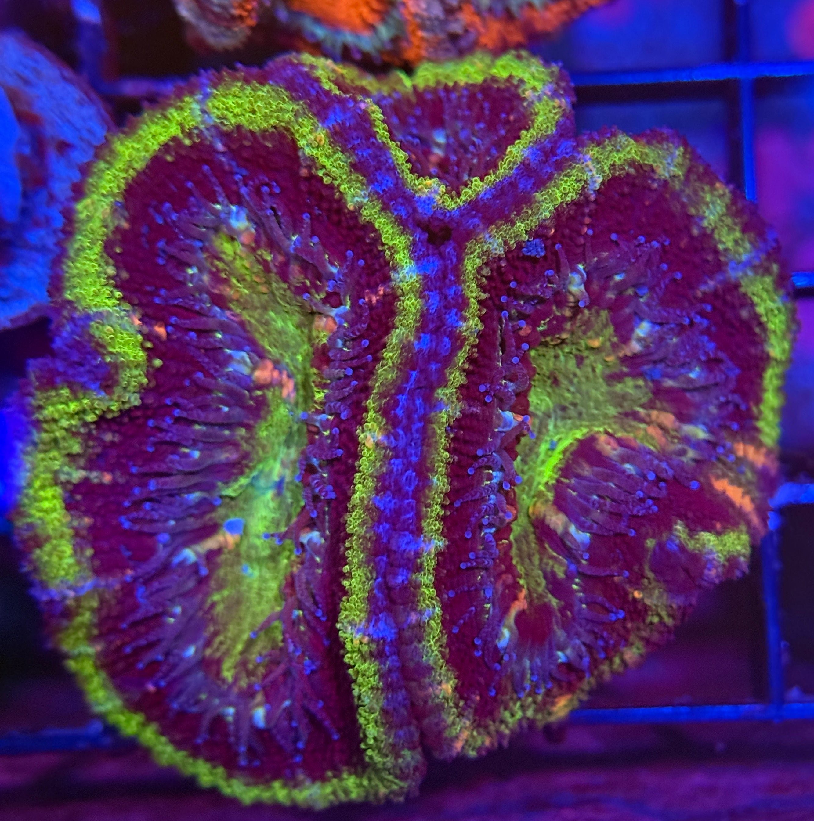 Ultra Galaxy Acan 34