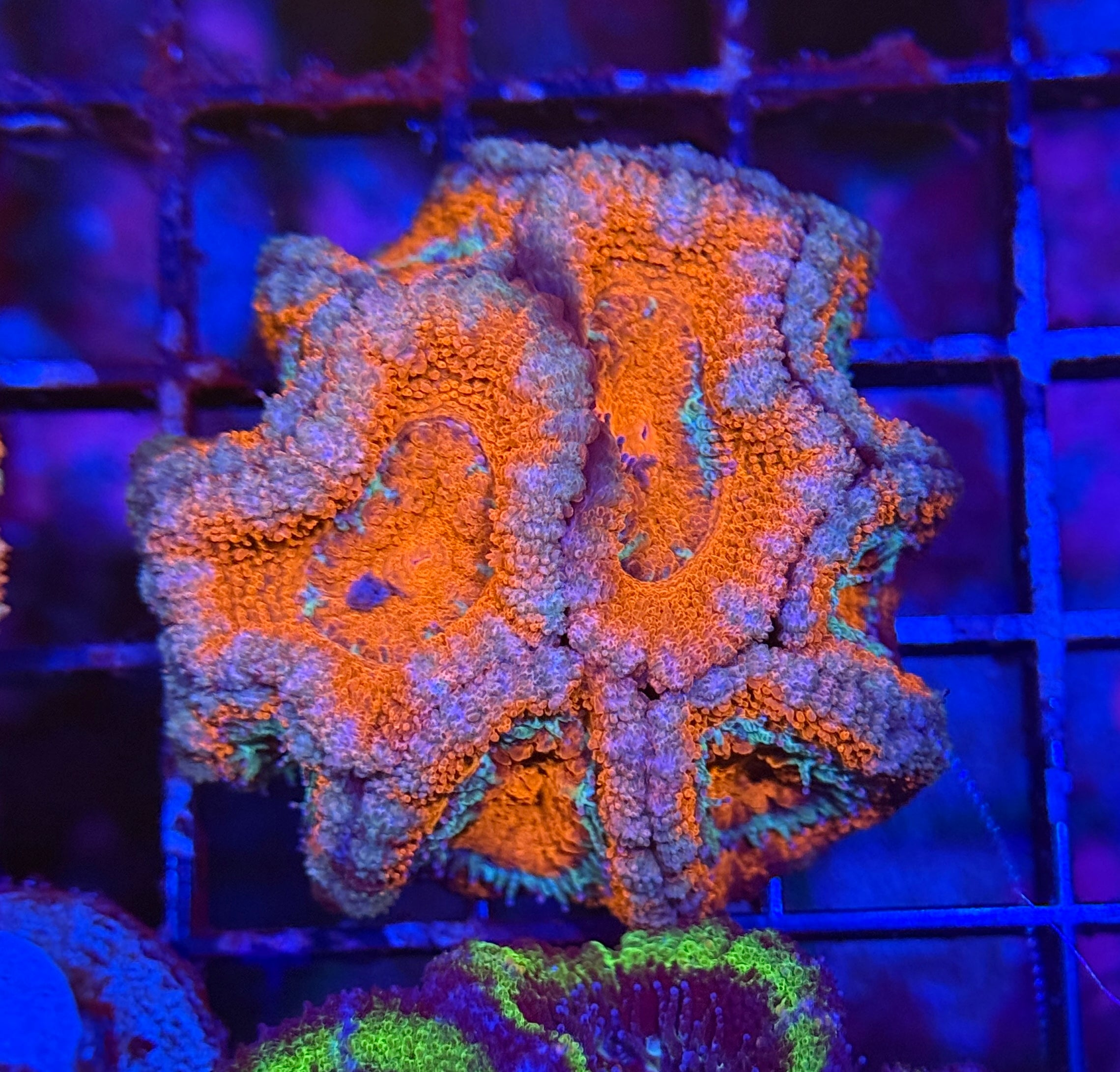 Ultra Acan 35