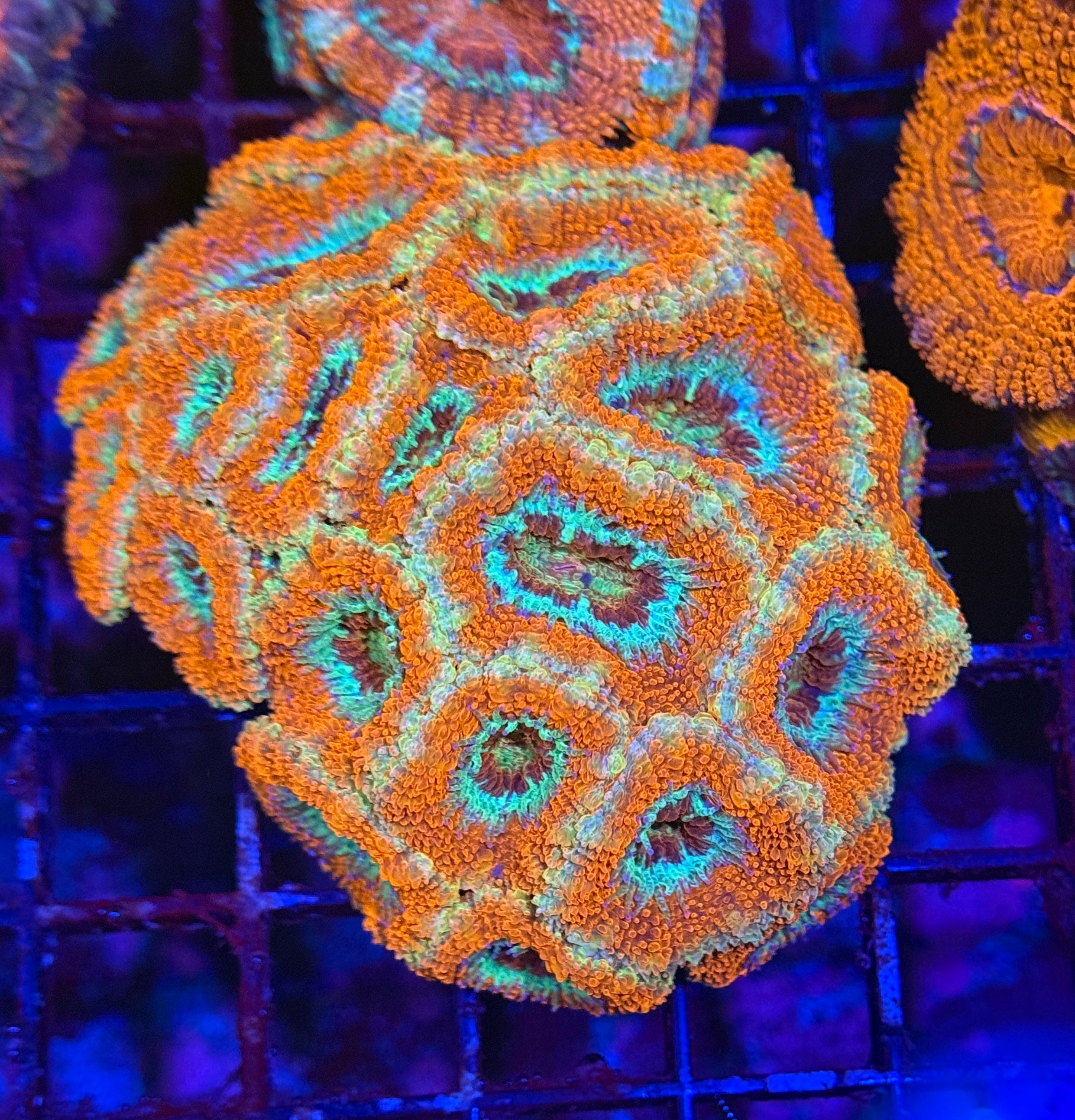 Ultra Acan 36