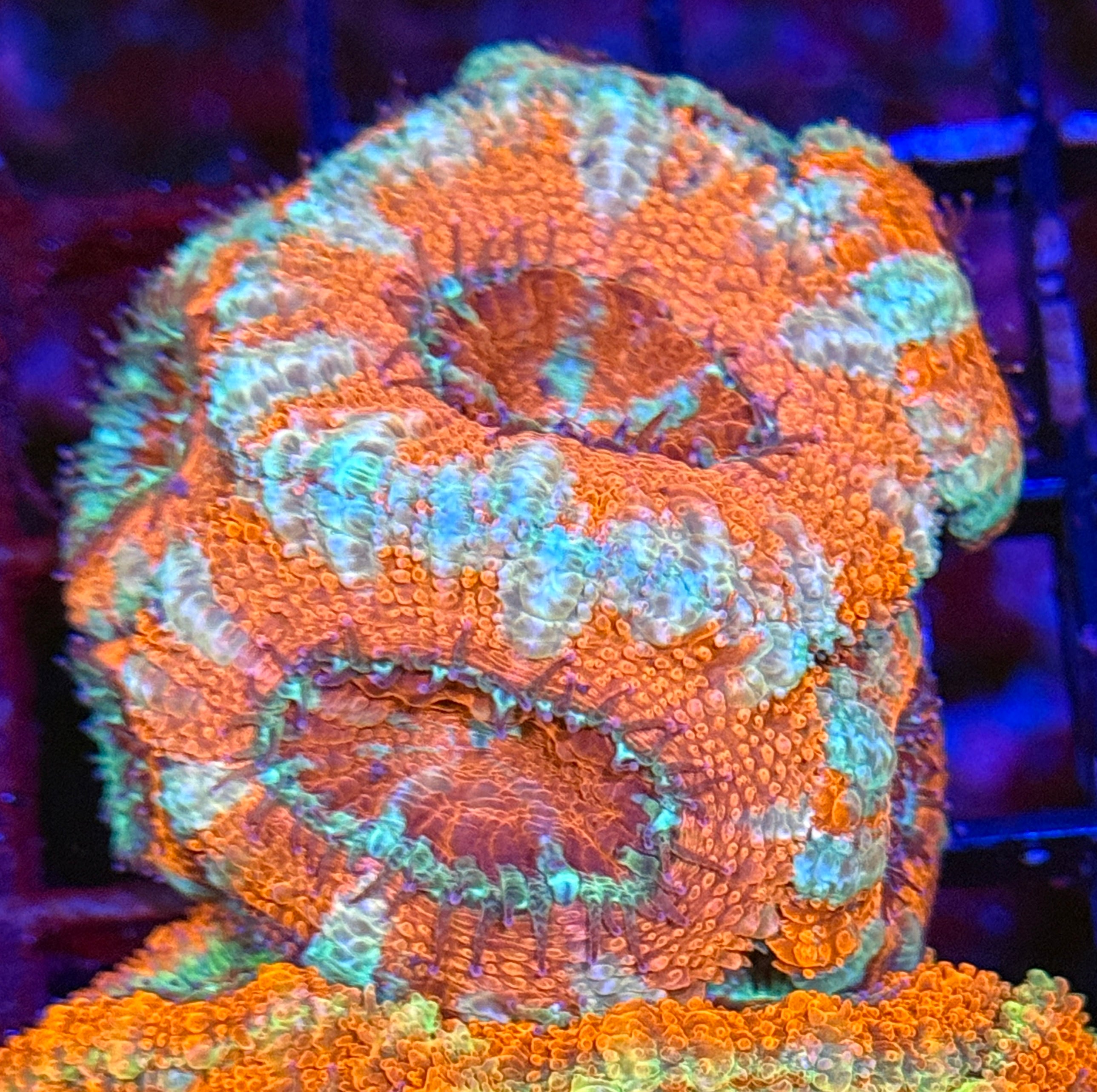 Ultra Acan 37